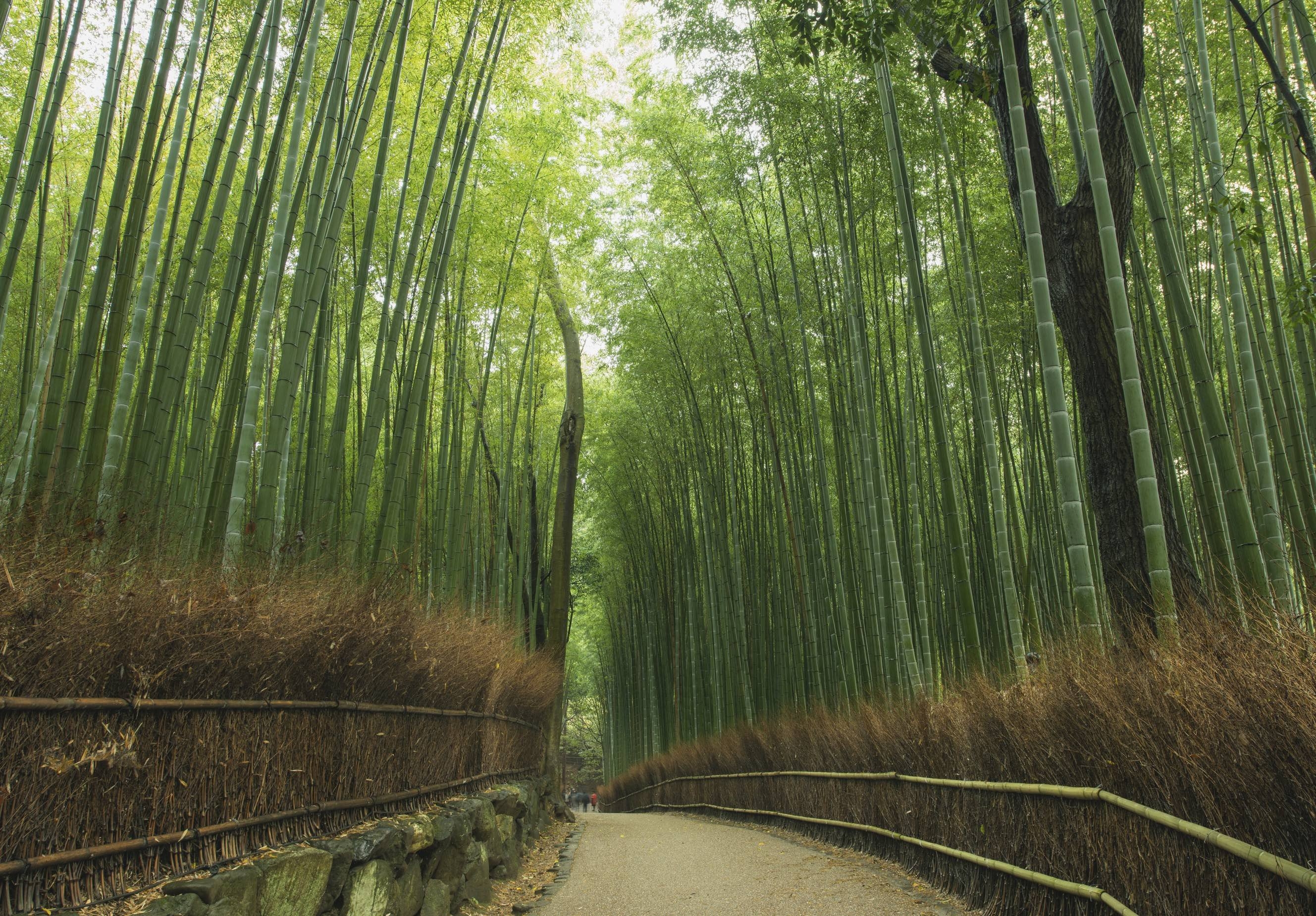 2660x1850 Bamboo Grove Wallpaper Beautiful Arashiyama Bamboo forest, Desktop