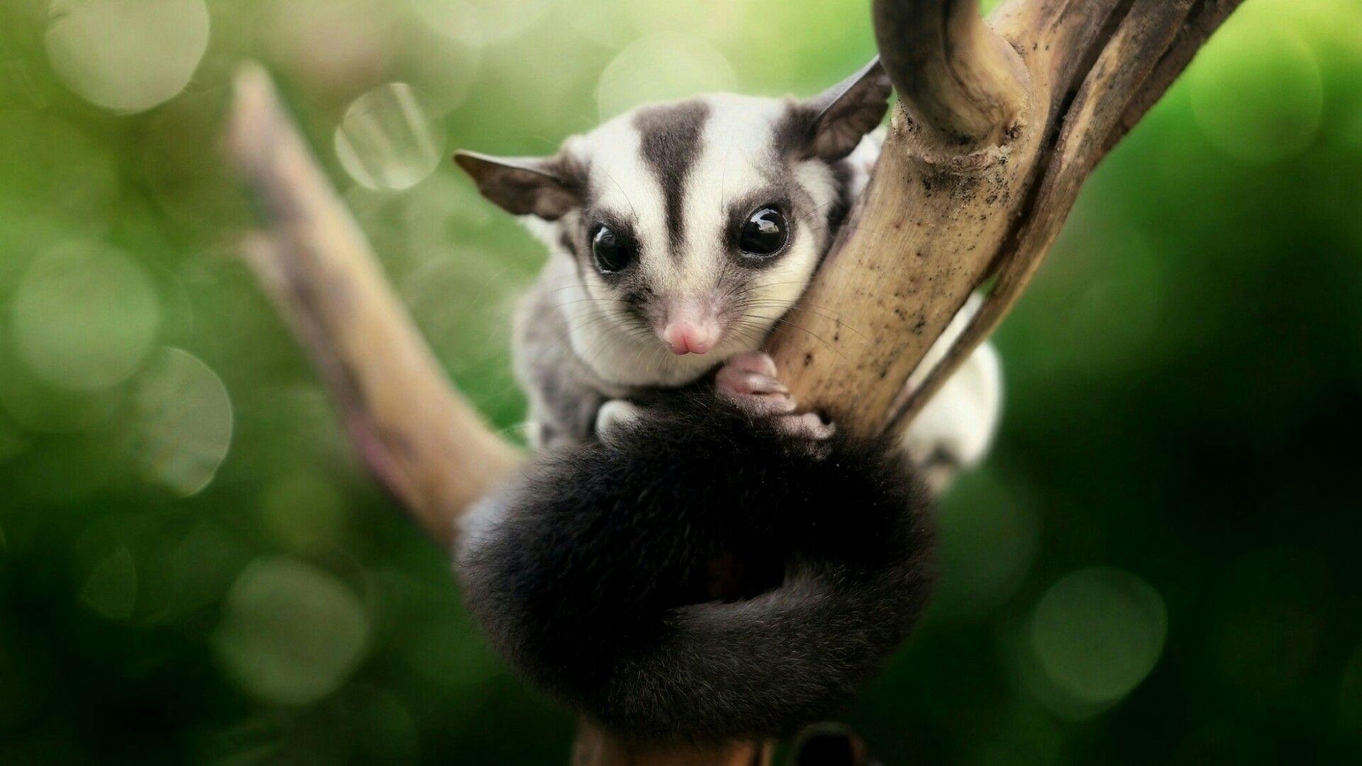 1920x1080 Image result for wild sugar glider wallpaper. Sugar Gliders, My, Desktop