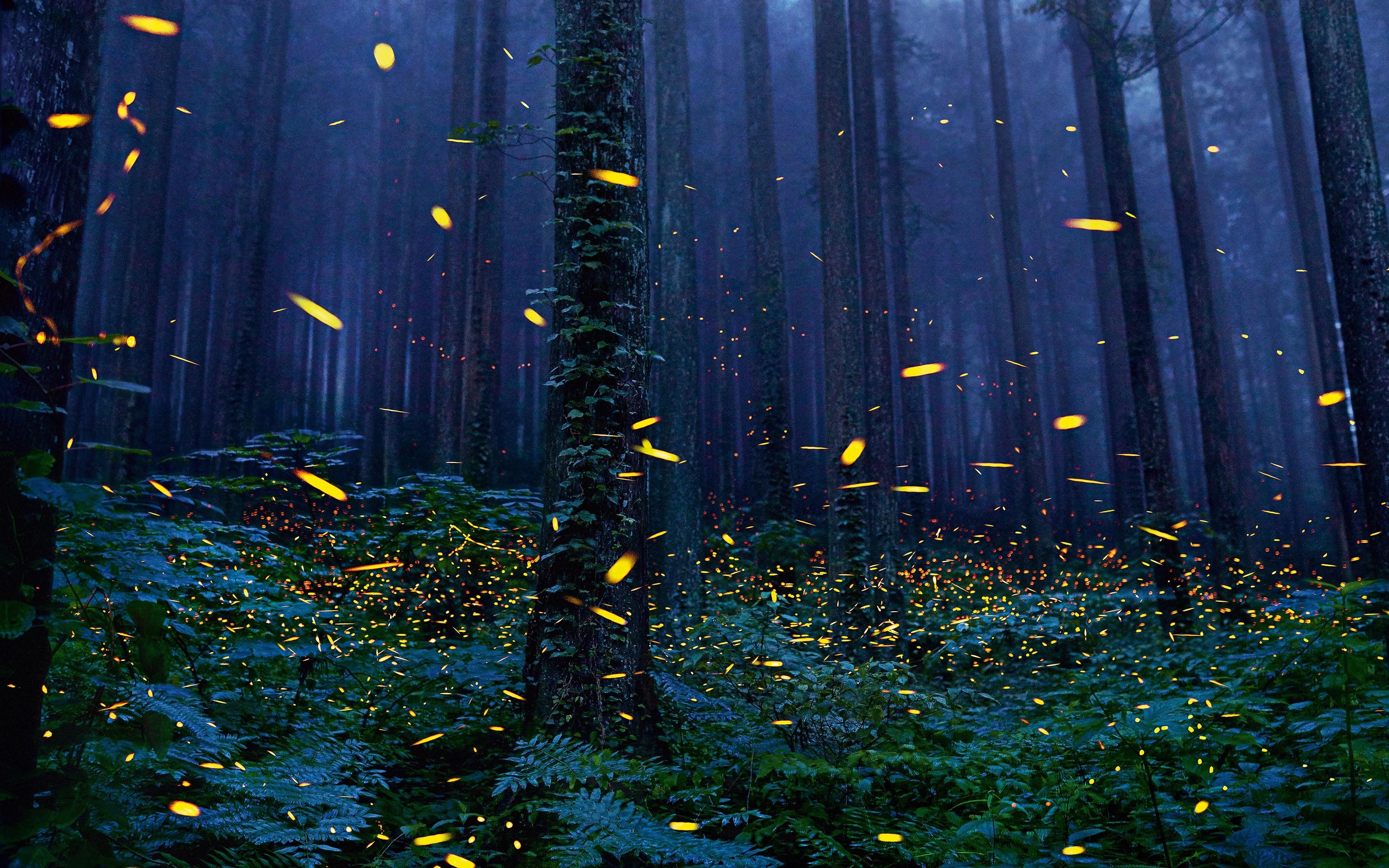 3360x2100 Download  Forest, Fireflies, Trees, Night, Desktop