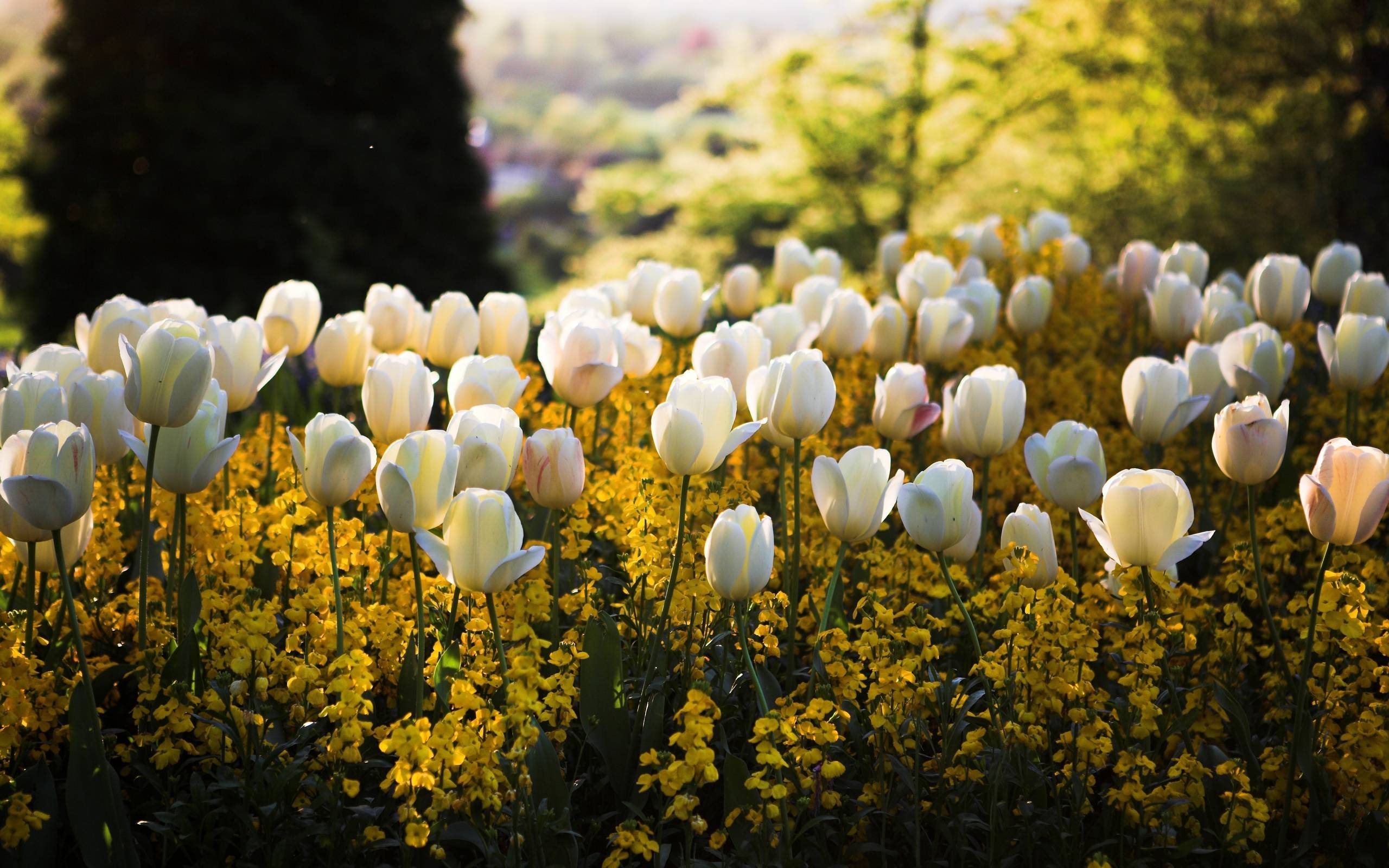 2560x1600 Spring meadow with yellow flowers wallpaper and image, Desktop