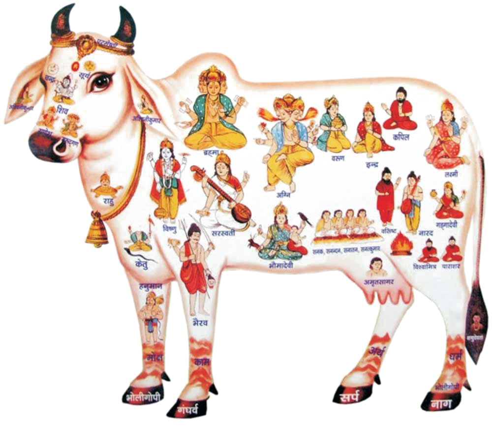 1000x870 Kamadhenu PNG Transparent Image, Picture, Photo, Desktop