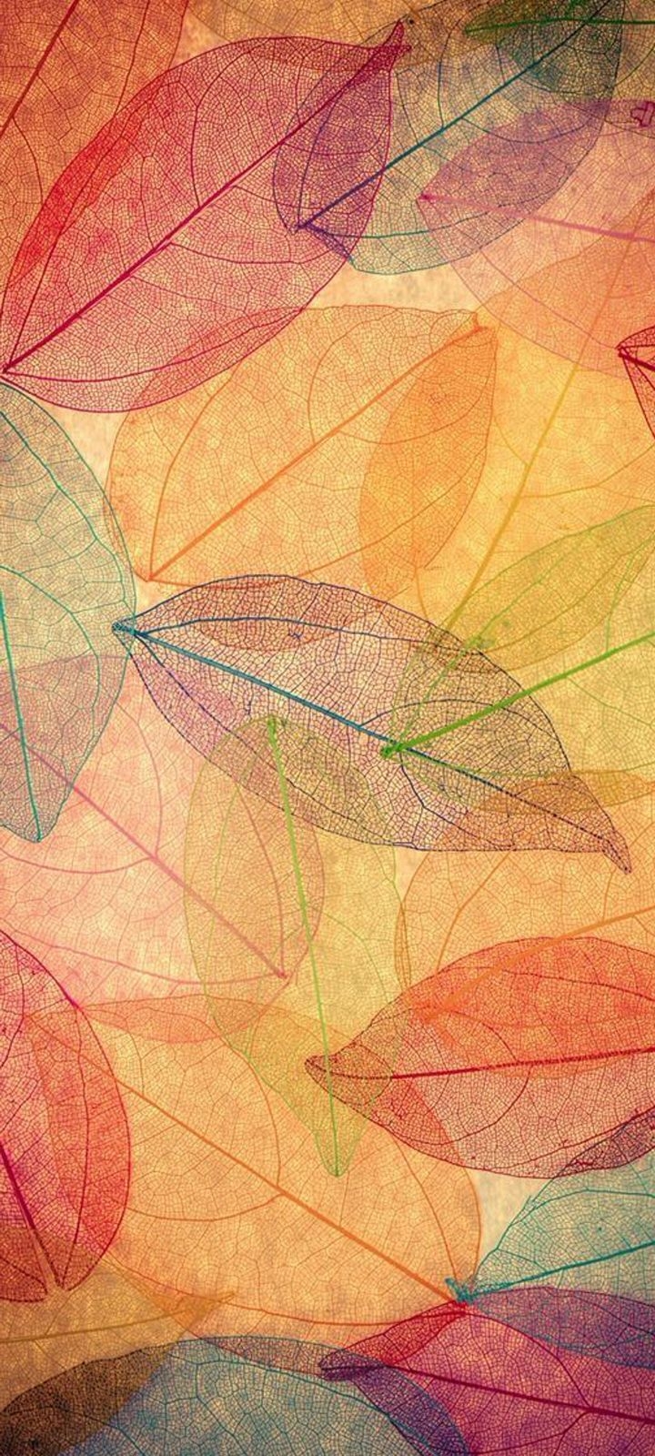 720x1600 Free Wallpaper for Samsung Galaxy A12 with Transparent Autumn Leaves. Samsung galaxy wallpaper, Special wallpaper, Free wallpaper, Phone