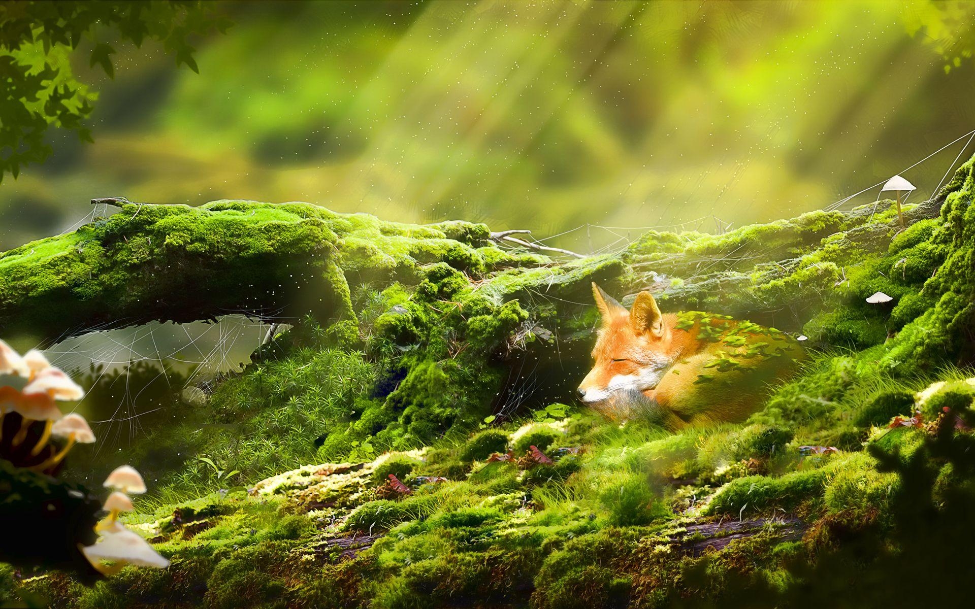 1920x1200 Fox deep sleep art, Desktop