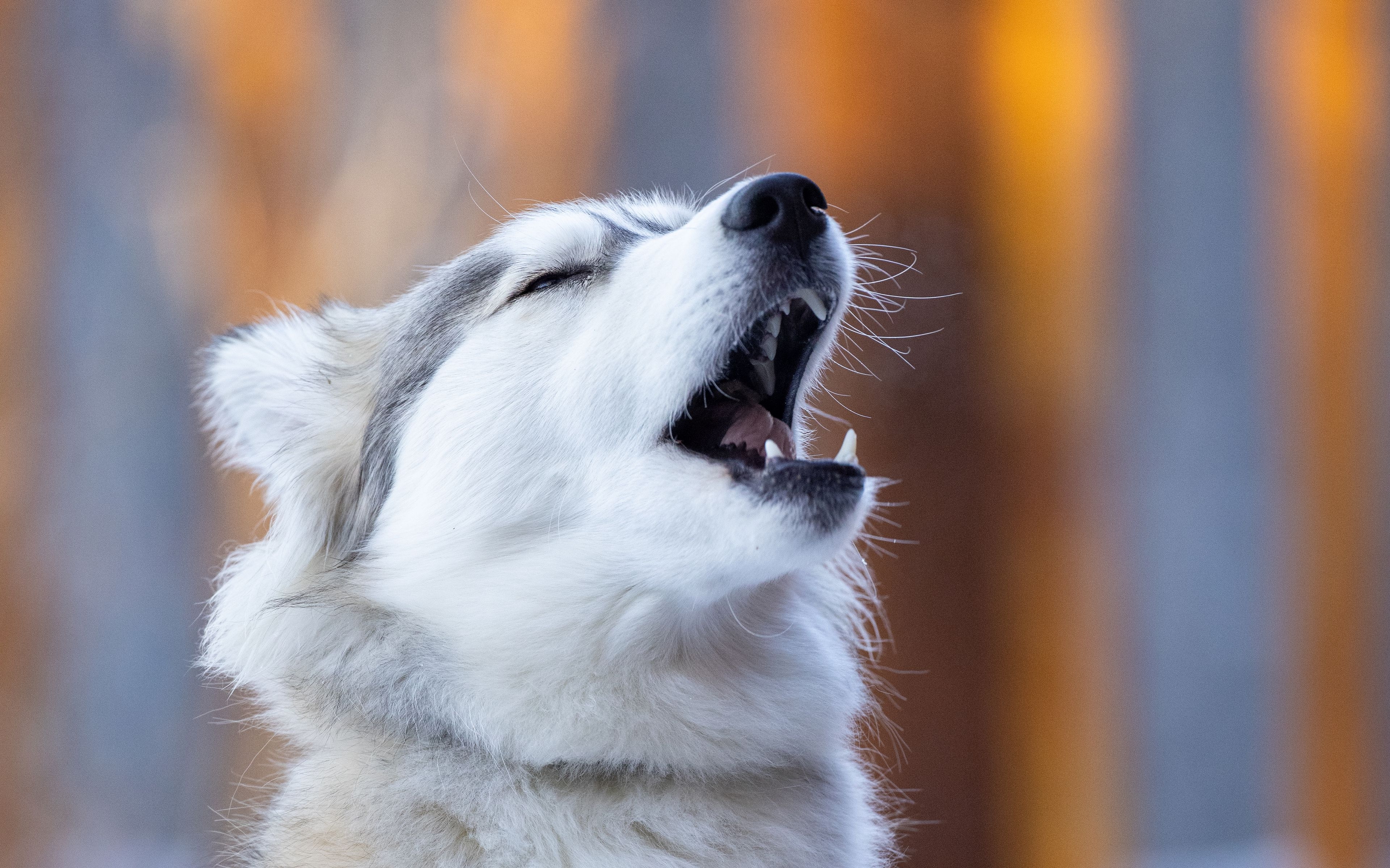 3840x2400 Download wallpaper  husky, dog, animal, pet, furry 4k ultra HD 16:10 HD background, Desktop