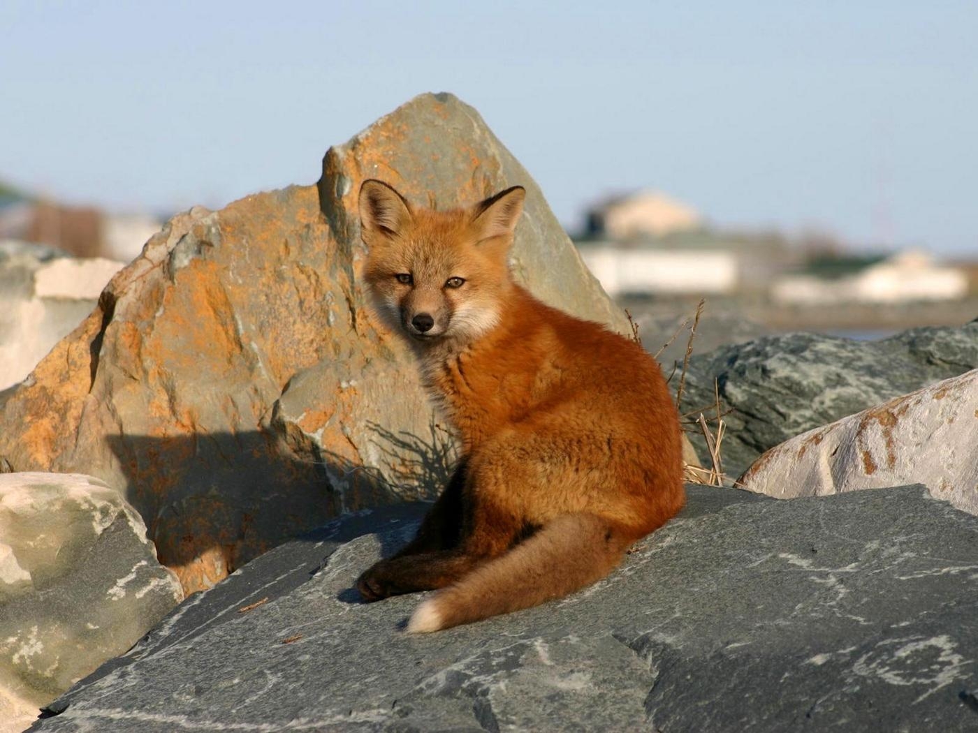 1400x1050 Download wallpaper  young fox, rocks, danger, cub, Desktop