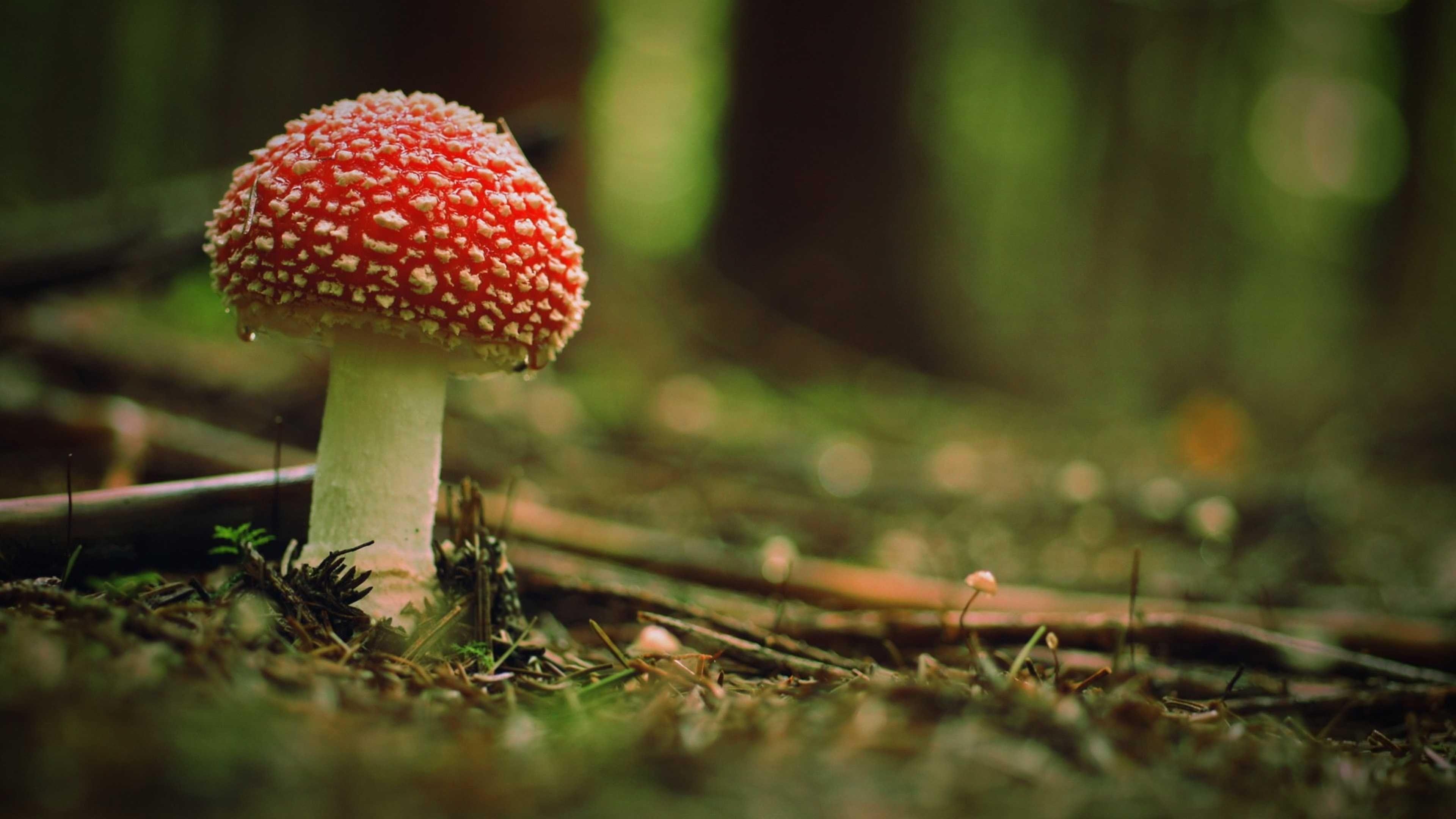 3840x2160 Wallpaper Download  Beautiful poison mushroom in the woods, Desktop