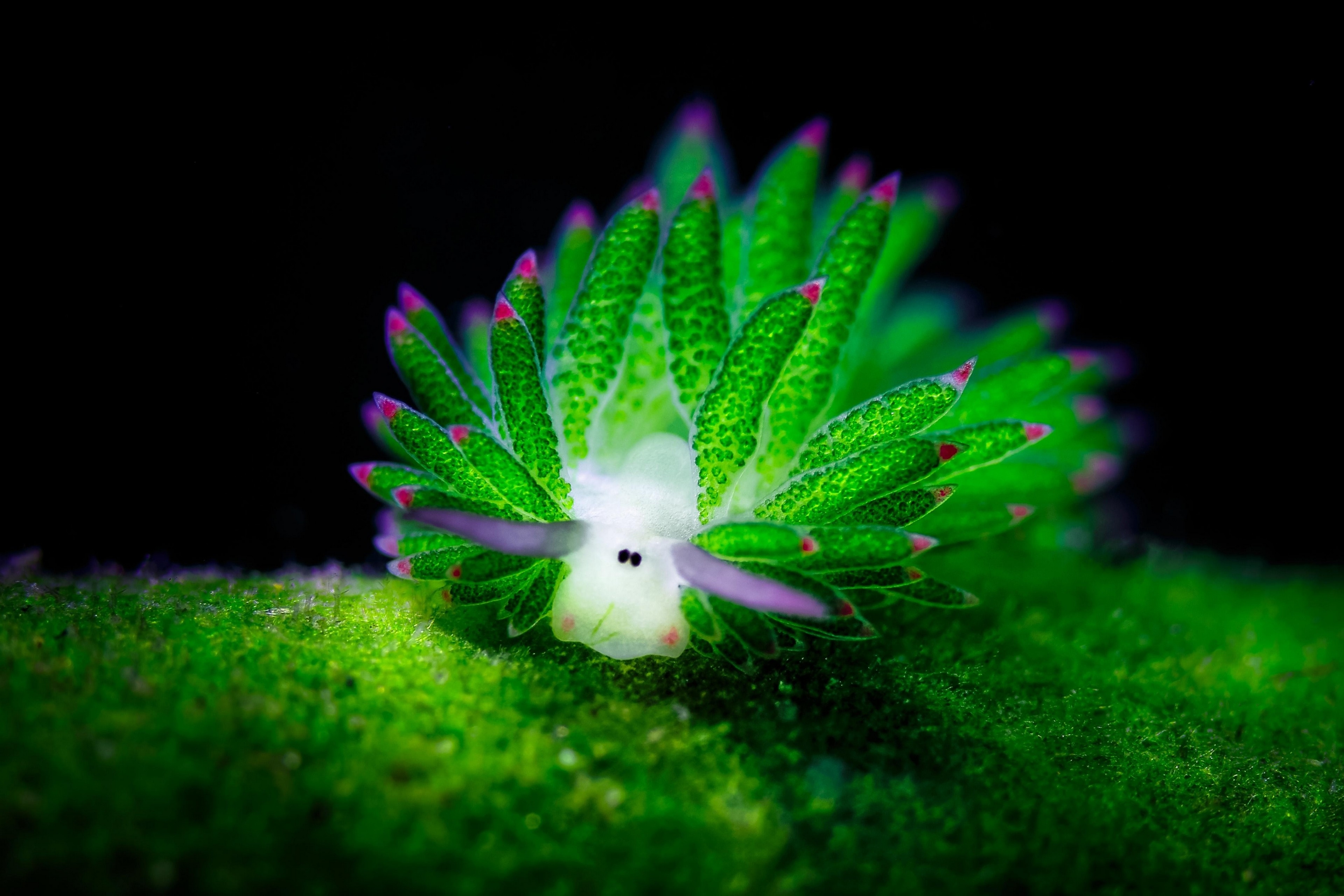 3840x2560 Sea Slug 4k Ultra HD Wallpaper, Desktop