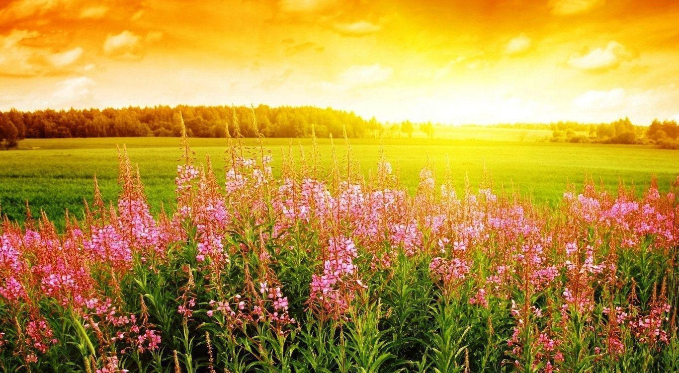 1370x760 Sunrise Flower Wallpaper Photo HD 512891 Wallpaper. Cool, Desktop