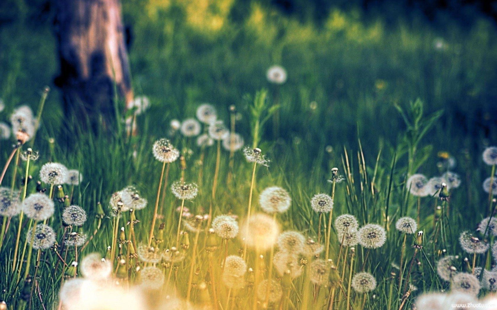 1680x1050 Flower meadow, Desktop