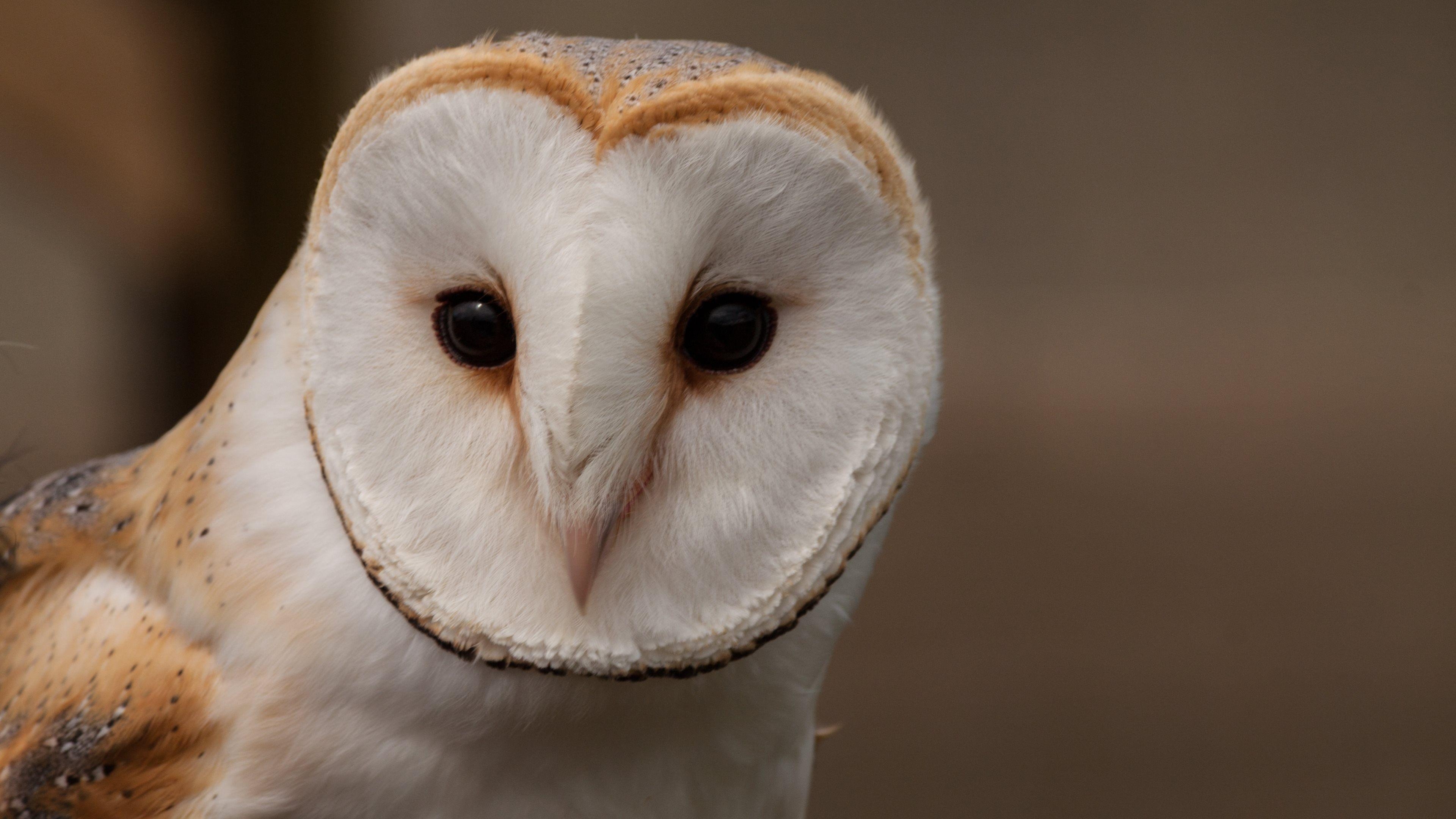 3840x2160 Owls: Barn owl, Desktop