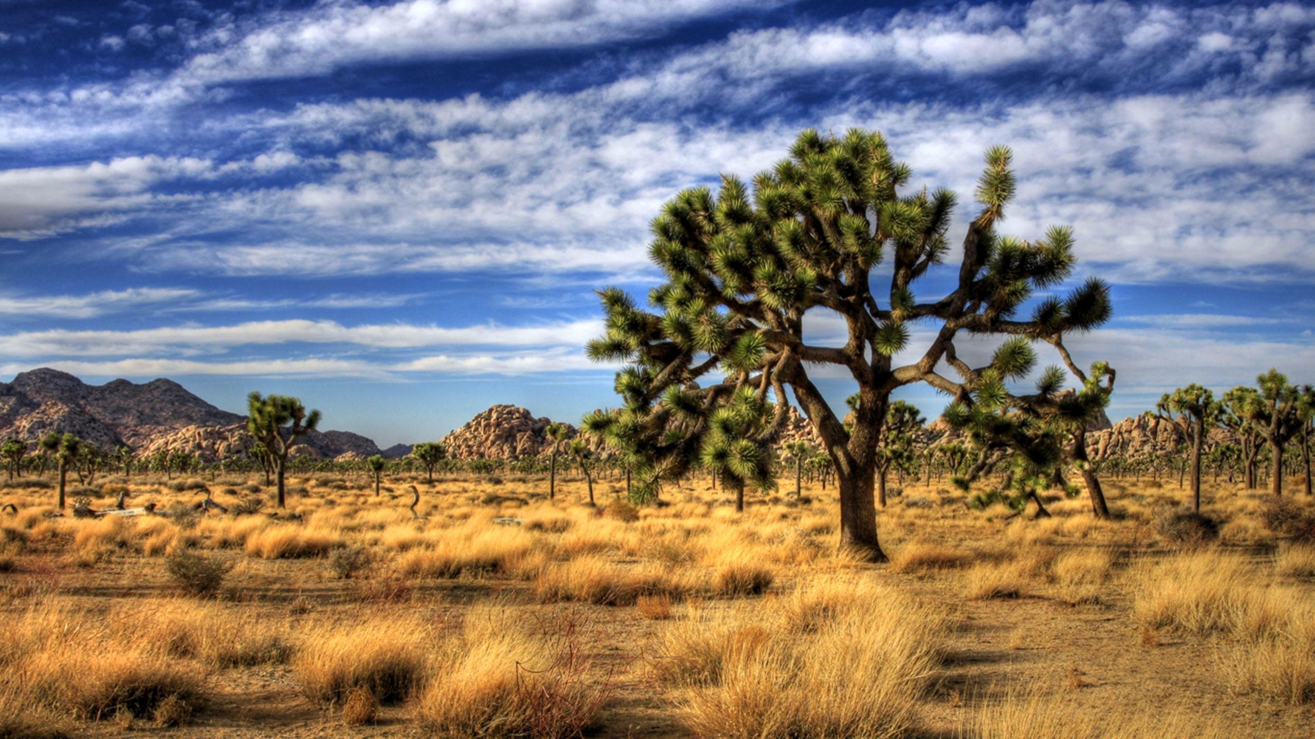 2560x1440 Joshua Tree National Park, Desktop