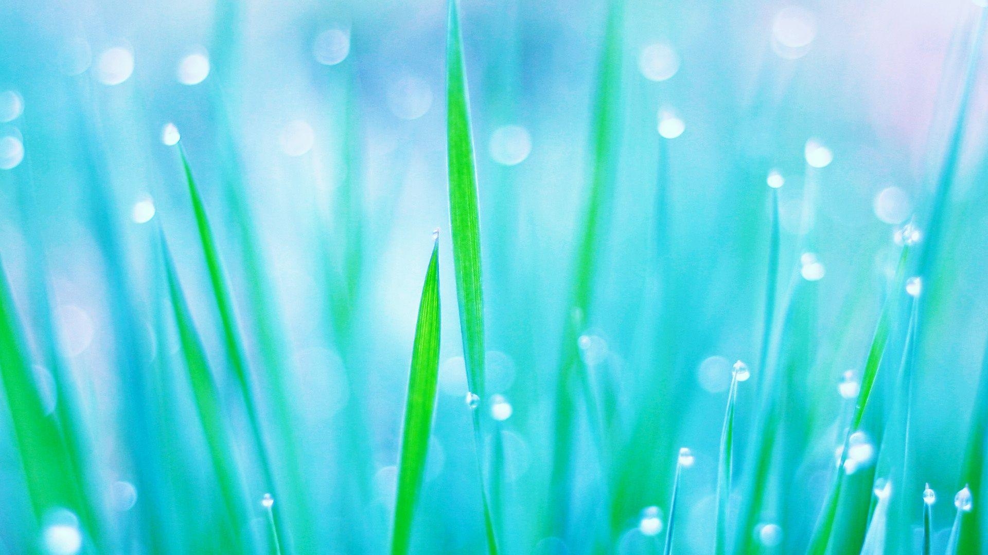 1920x1080 Friday Morning Dew Wallpaper, Desktop