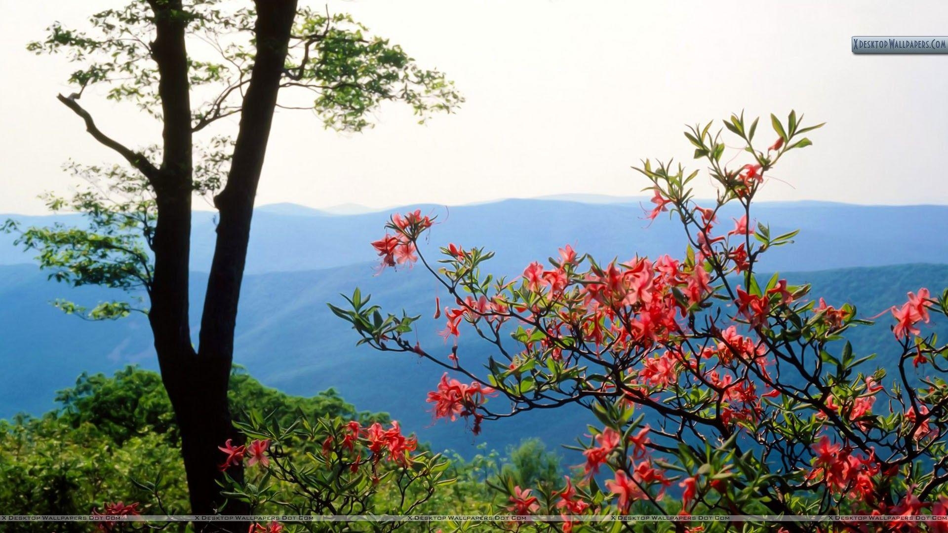 1920x1080 Blue Ridge Mountains North Carolina Wallpaper, Desktop