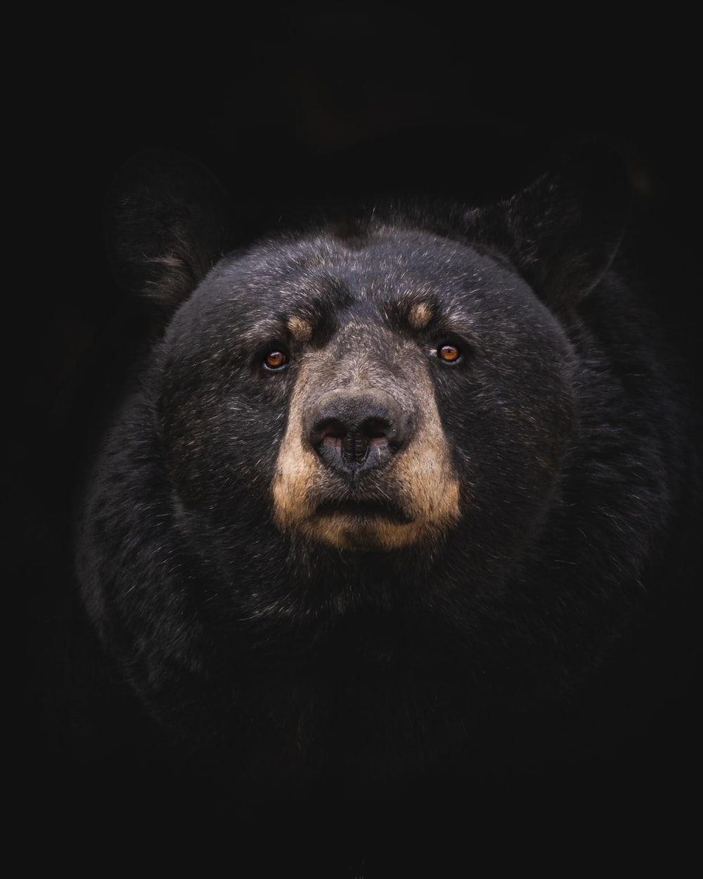 1000x1250 Bear Picture [HD]. Download Free Image, Phone