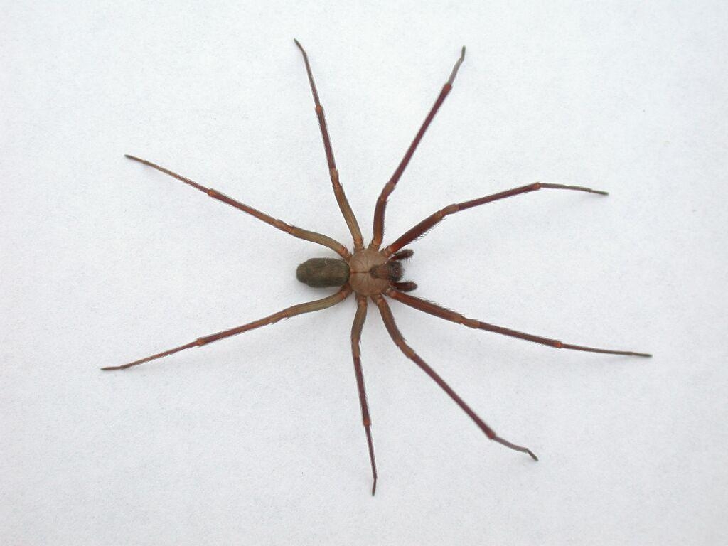 1030x770 brown recluse Large Image, Desktop