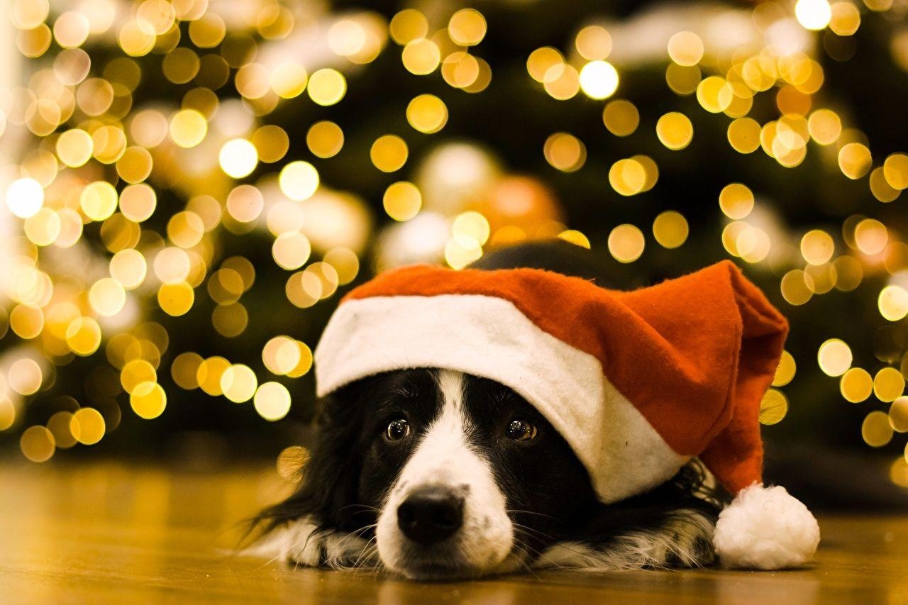 1280x860 Wallpaper Border Collie Dogs Christmas Winter hat Animals, Desktop