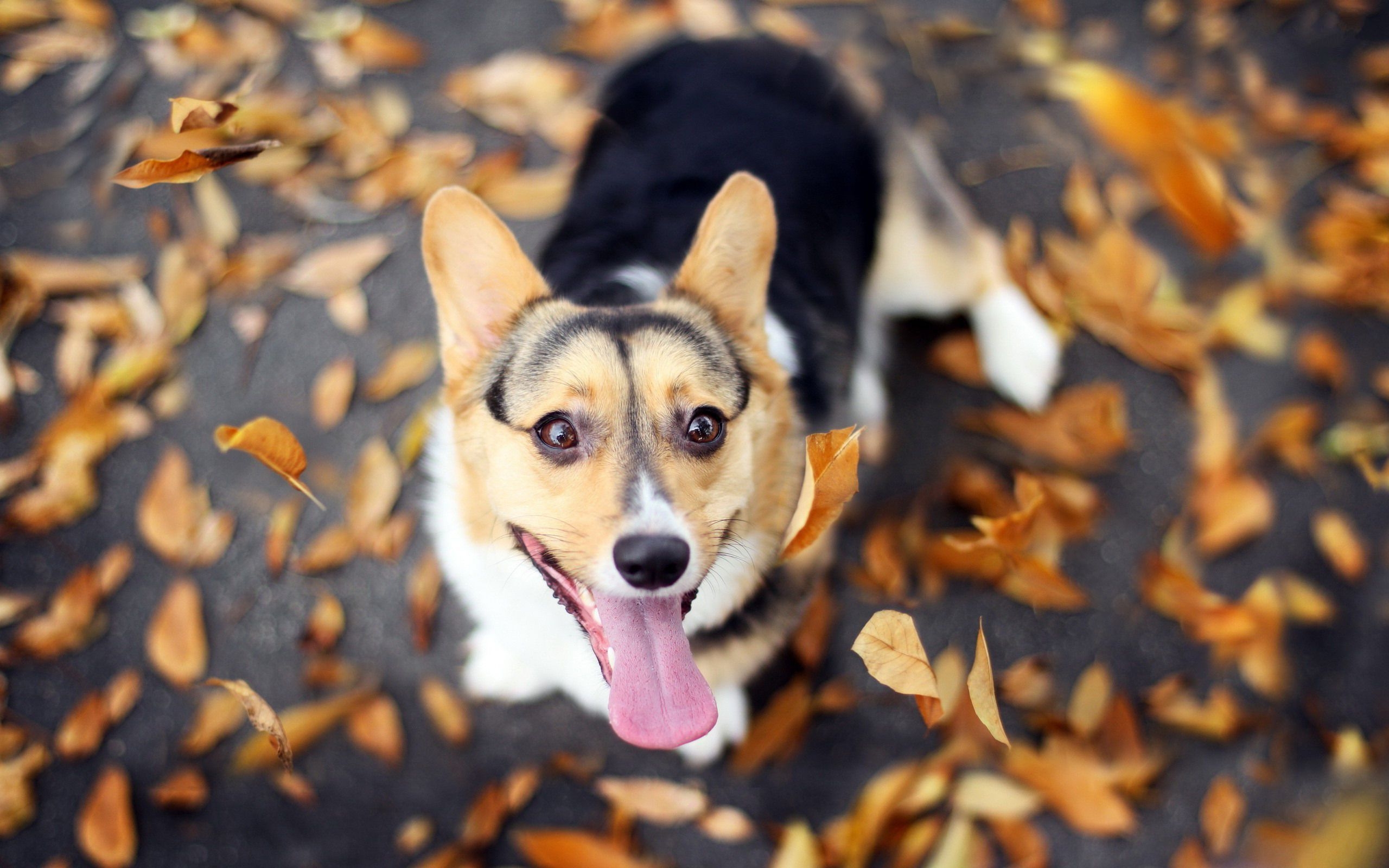 2560x1600 Corgi Desktop Background. Corgi Wallpaper, Corgi Puppy Wallpaper and Corgi Fursuit Wallpaper, Desktop