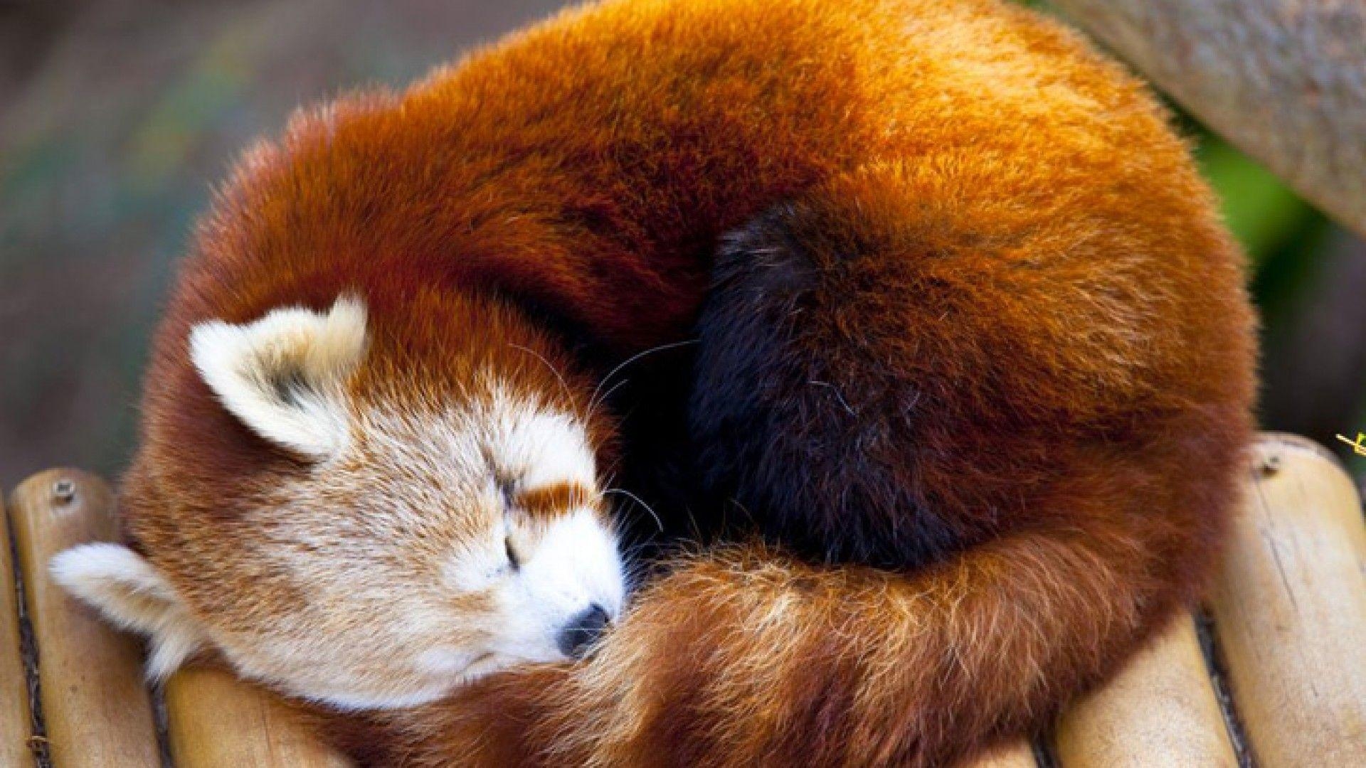 1920x1080 HD Red Panda Wallpaper, Live Red Panda Wallpaper (PYWP), Desktop