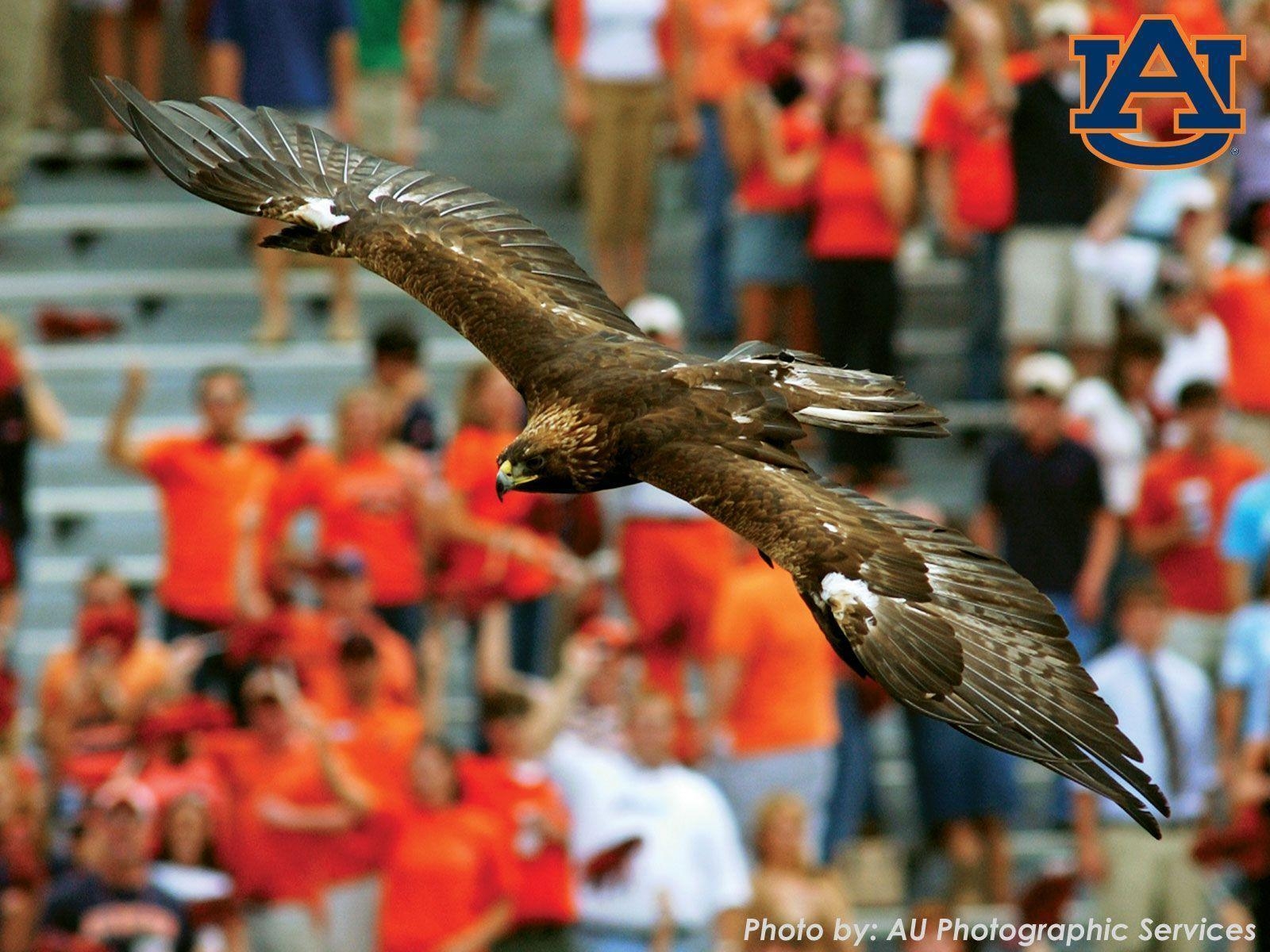 1600x1200 Best image about AuburnTigers. Eagle wallpaper, Desktop