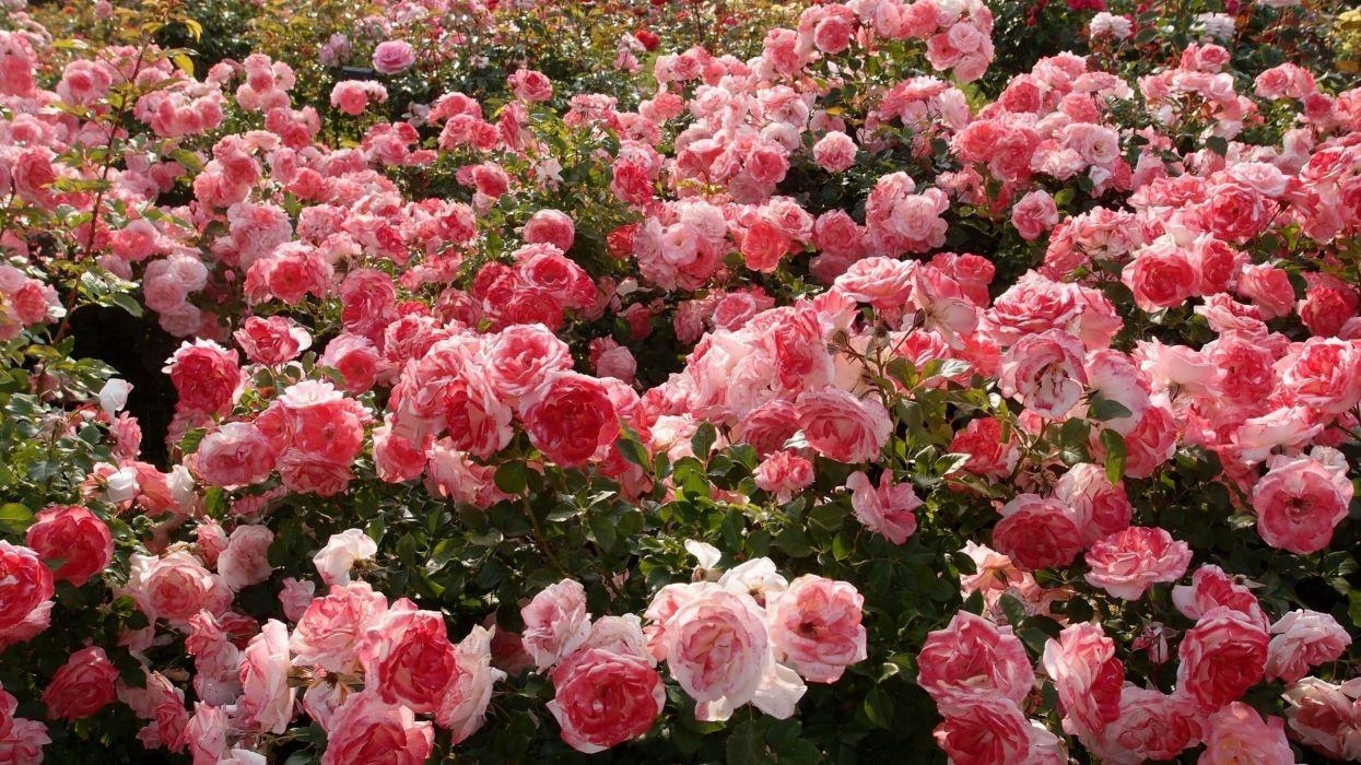 1250x700 Flower nature beautiful mood rose garden pink wallpaperx1440, Desktop