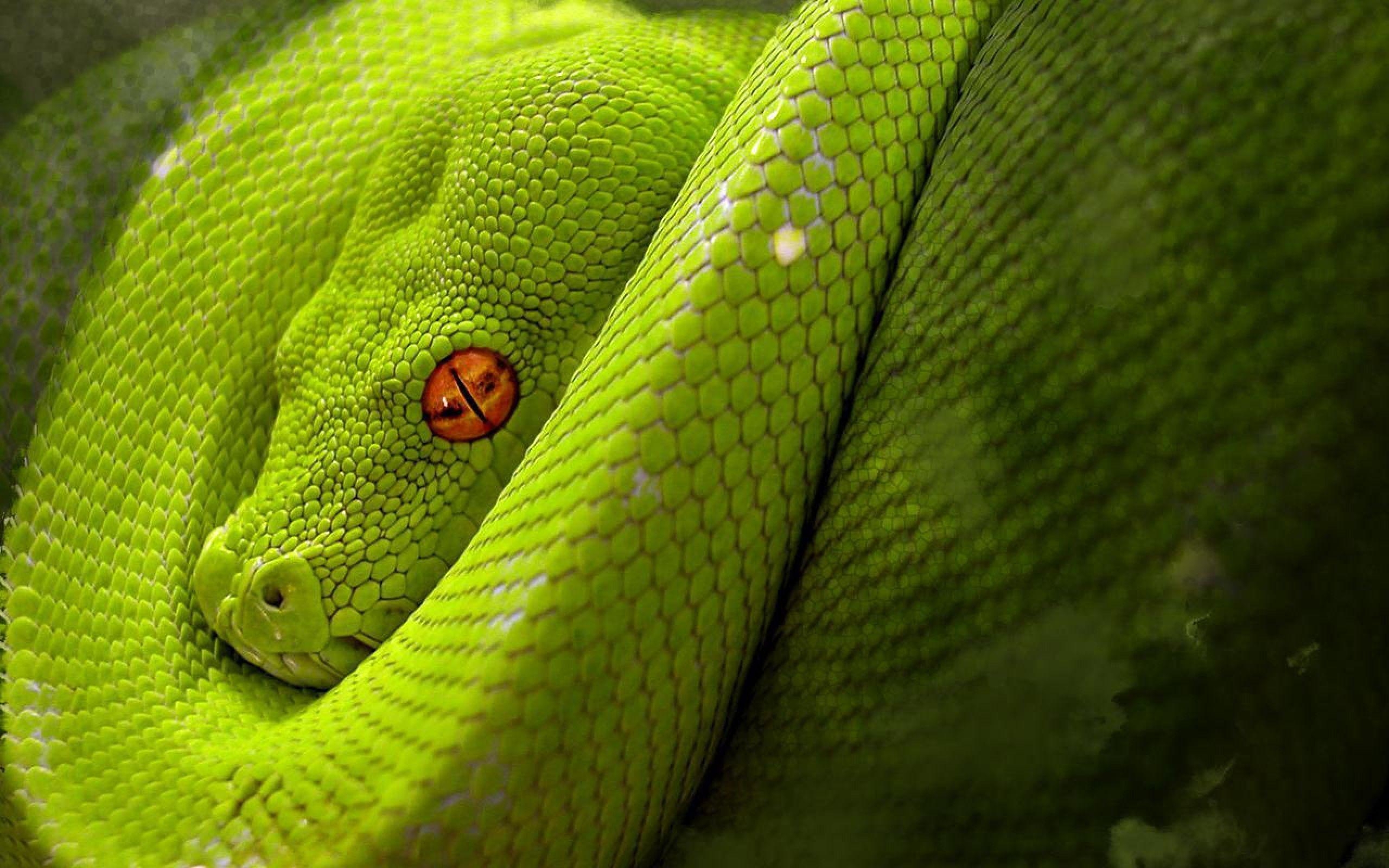 2560x1600 Mesmerizing Animals Snake Green Wallpaper PX Snake, Desktop