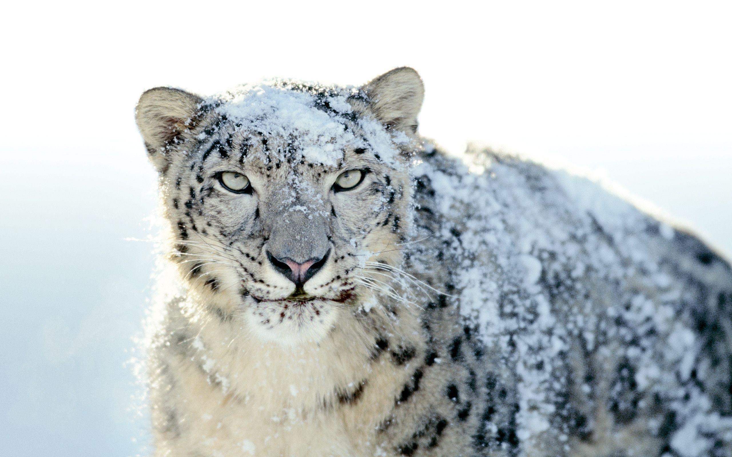 2560x1600 LES WALLPAPERS DE MAC OS X SNOW LEOPARD, Desktop