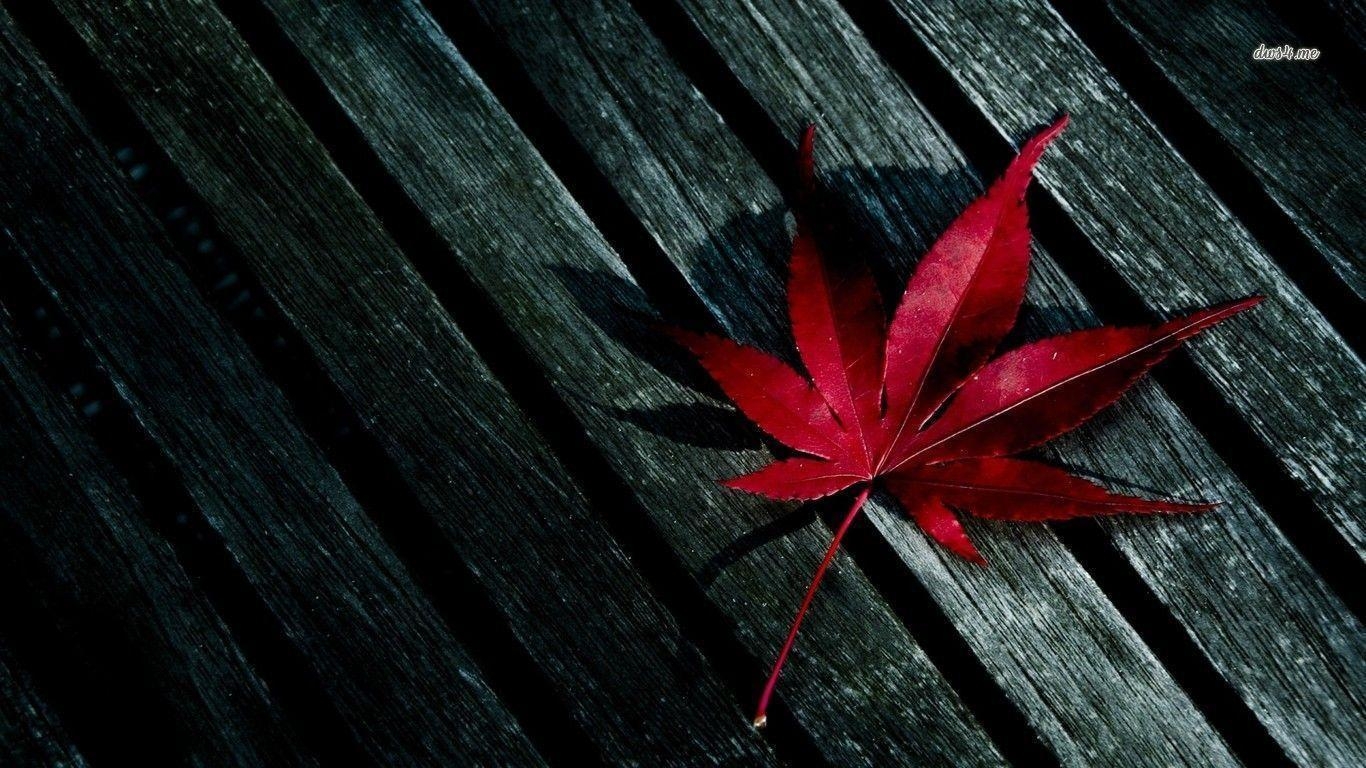 1370x770 Leaf Red Autumn Dew Drops Wallpaper Photo Picture Car Picture, Desktop