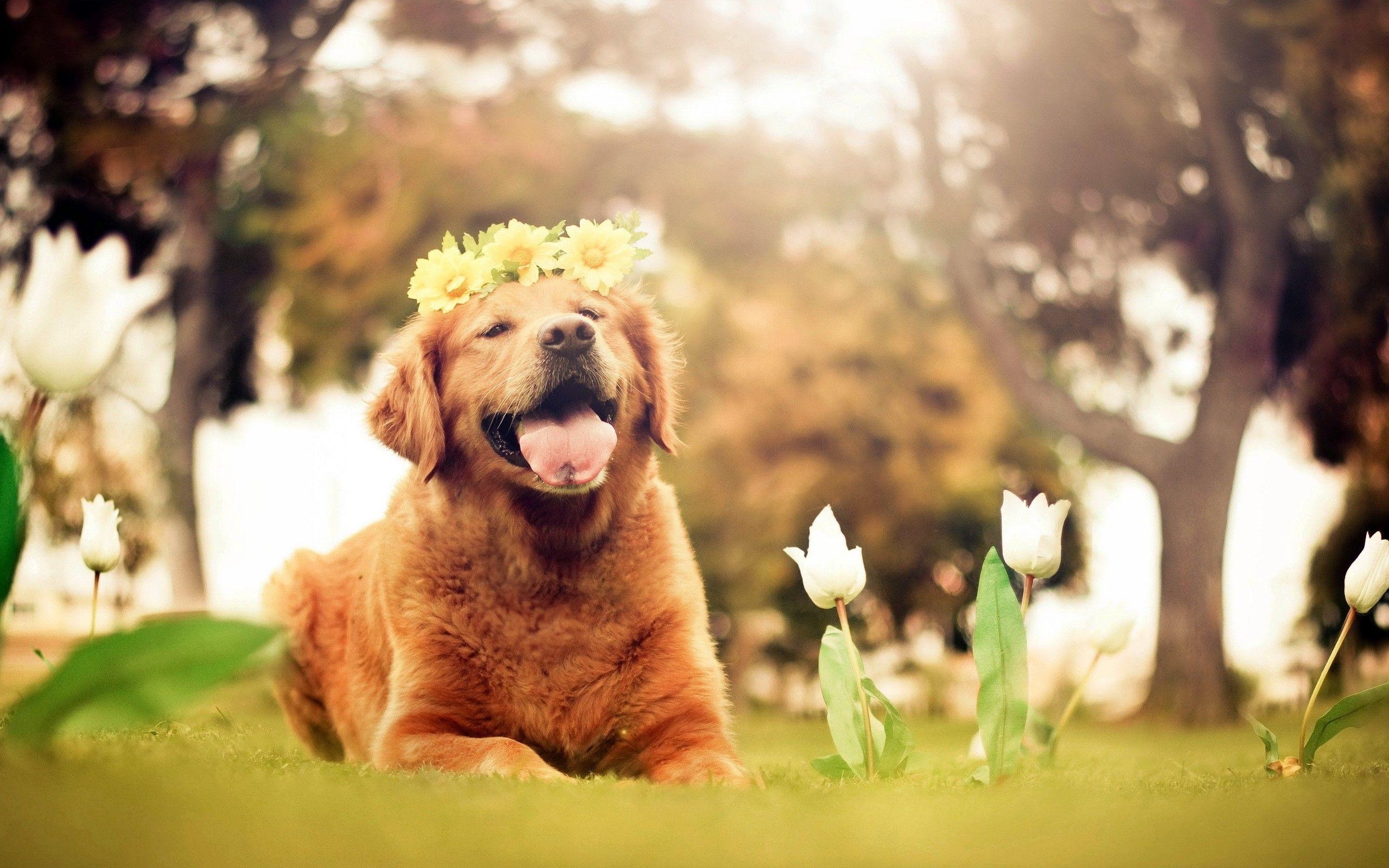 2560x1600 Springtime Dog Wallpaper Free Springtime Dog Background, Desktop