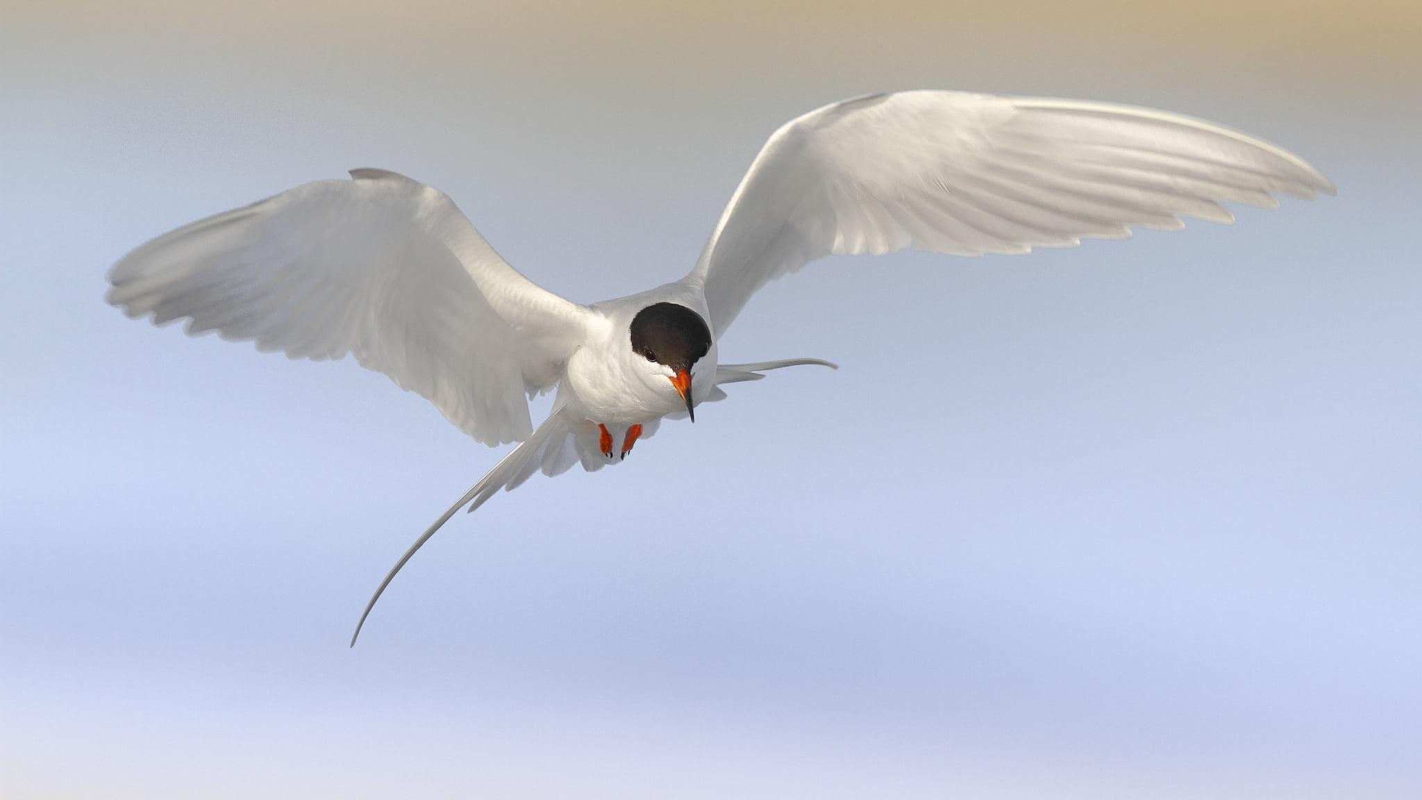 2050x1160 Brown birds, tern HD wallpaper, Desktop