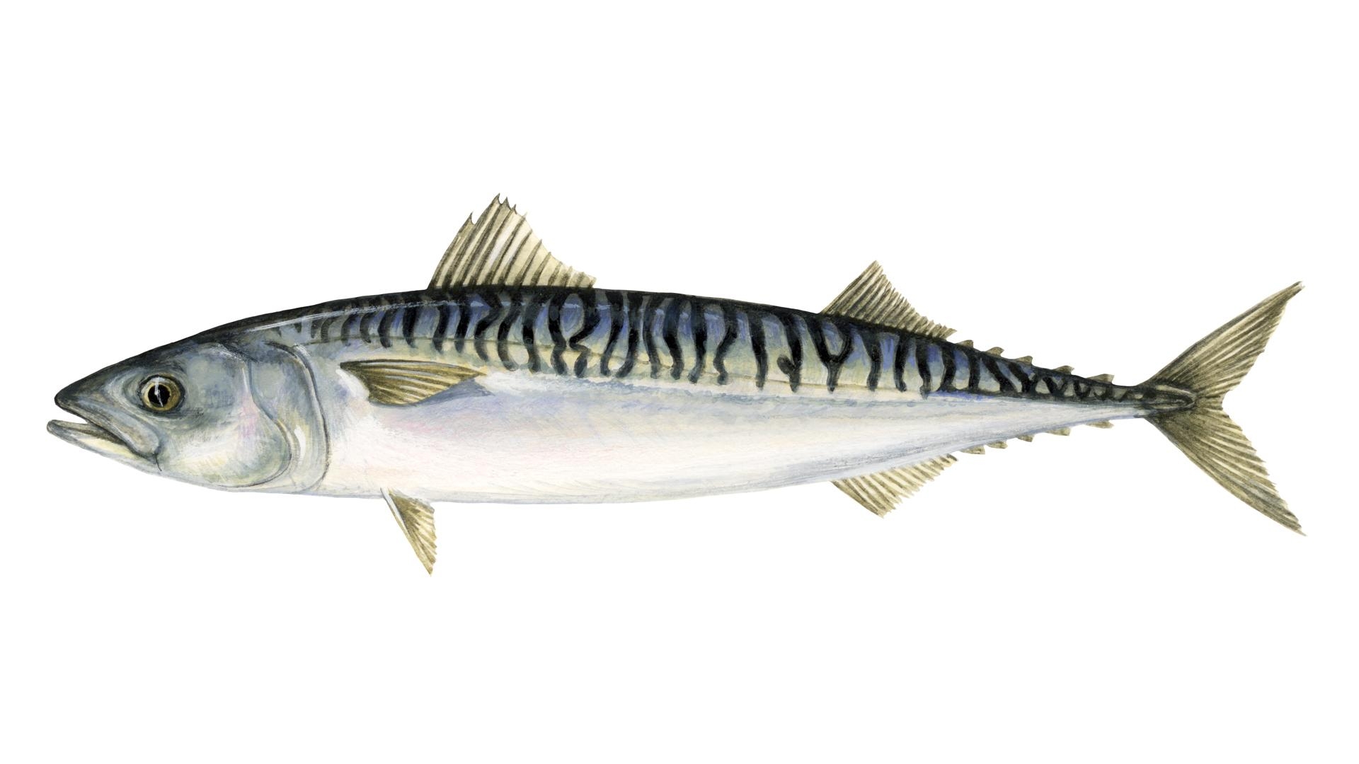 1920x1080 What is mackerel. Sustainable fish. Marine Stewardship Council, Desktop