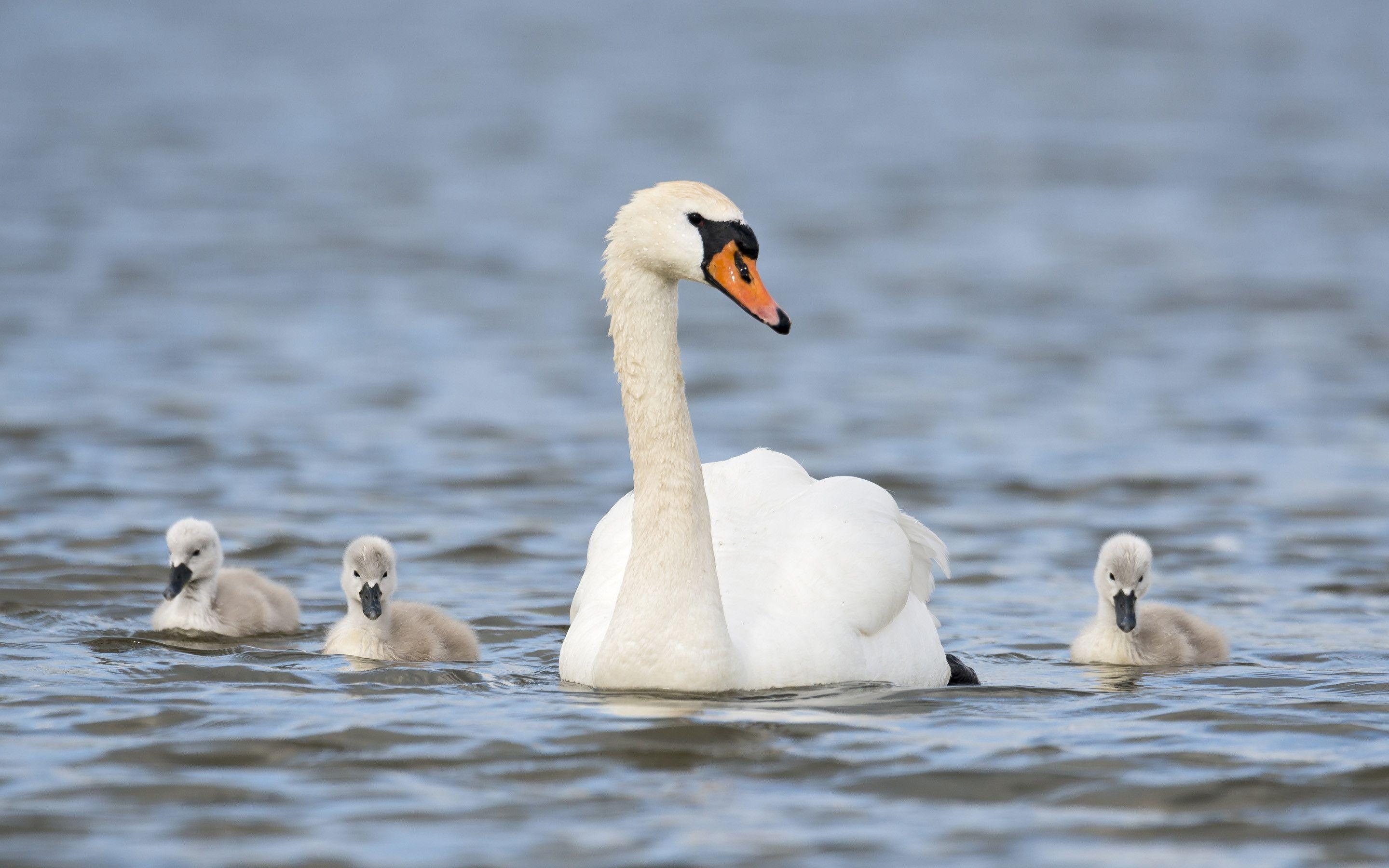 2880x1800 Free Download Swan HD Desktop Background, Desktop