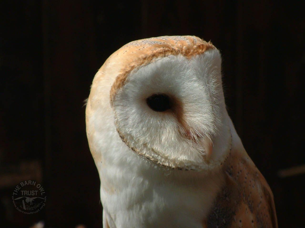 1280x960 barn owl wallpaper 2. One Wallpaper Online, Desktop