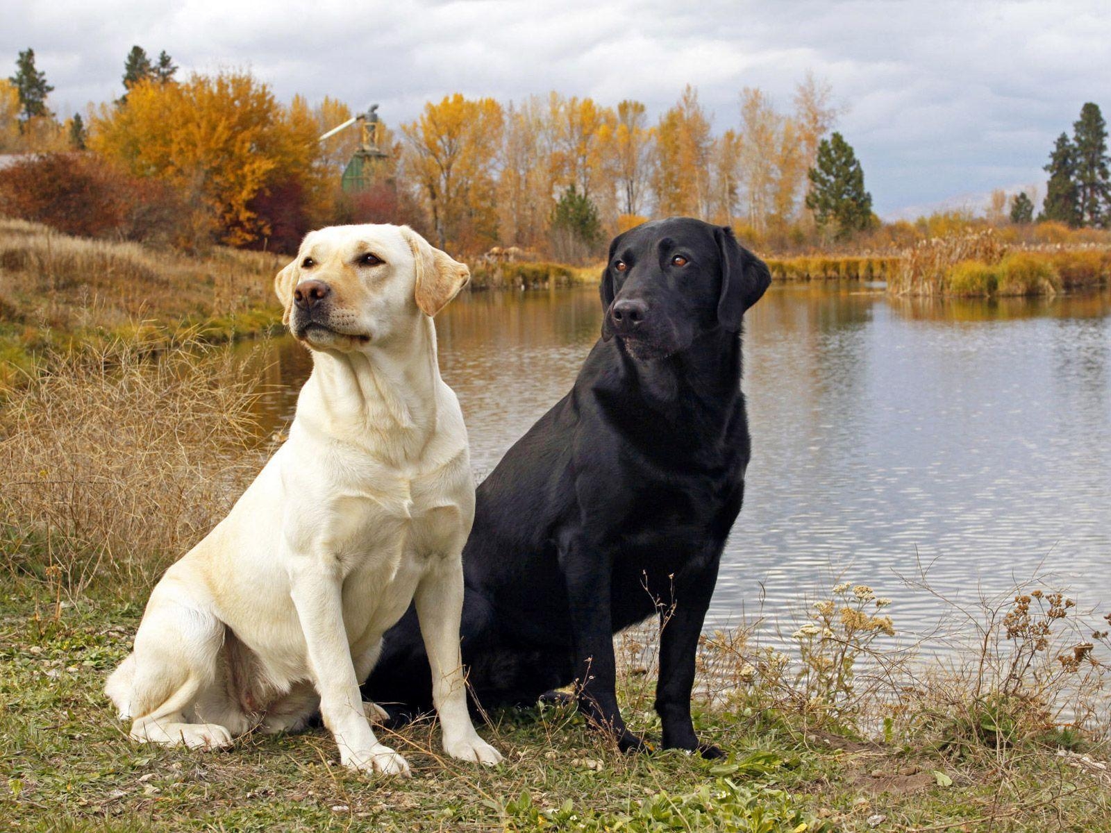 1600x1200 Labrador Retriever Wallpaper for Desktop, Desktop