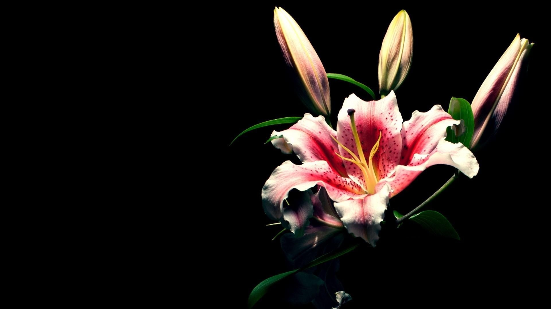 1920x1080 Lily Flower Wallpaper, Red Lily Flower Image, Desktop