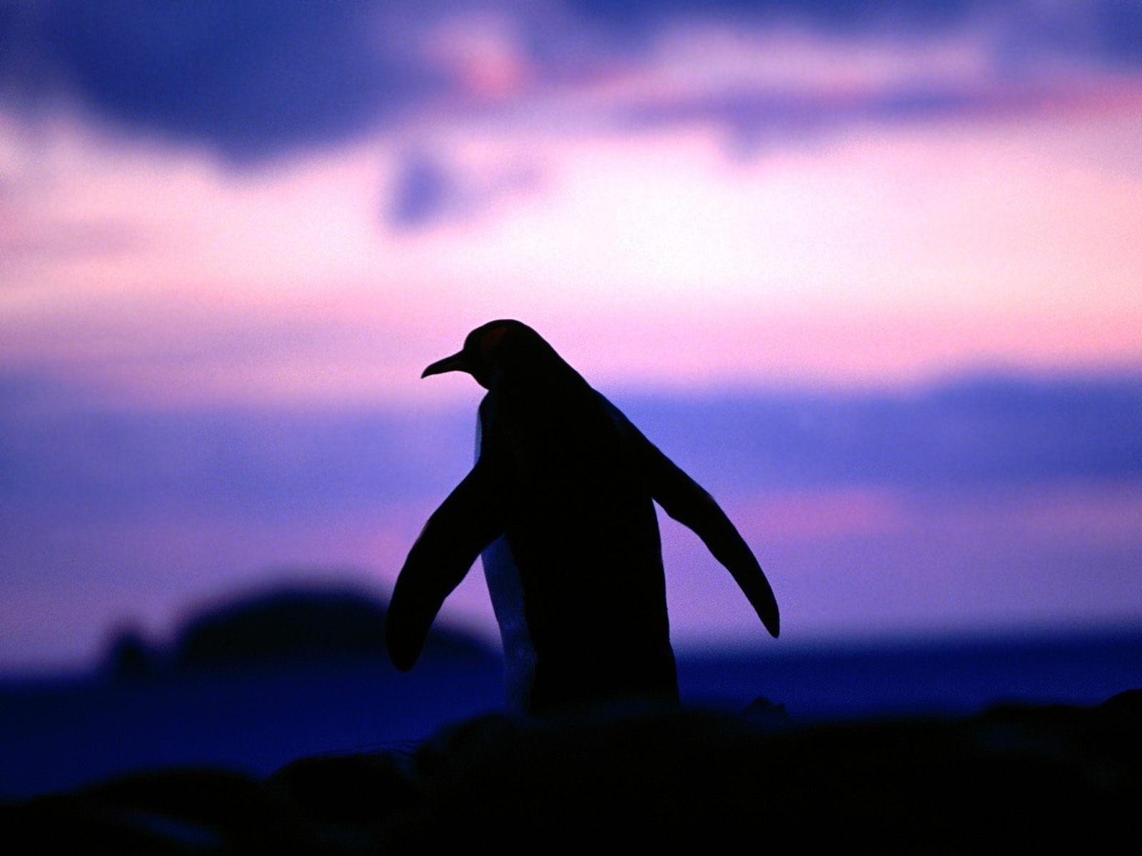 1600x1200 Penguin Wallpaper for Your Computer, Desktop