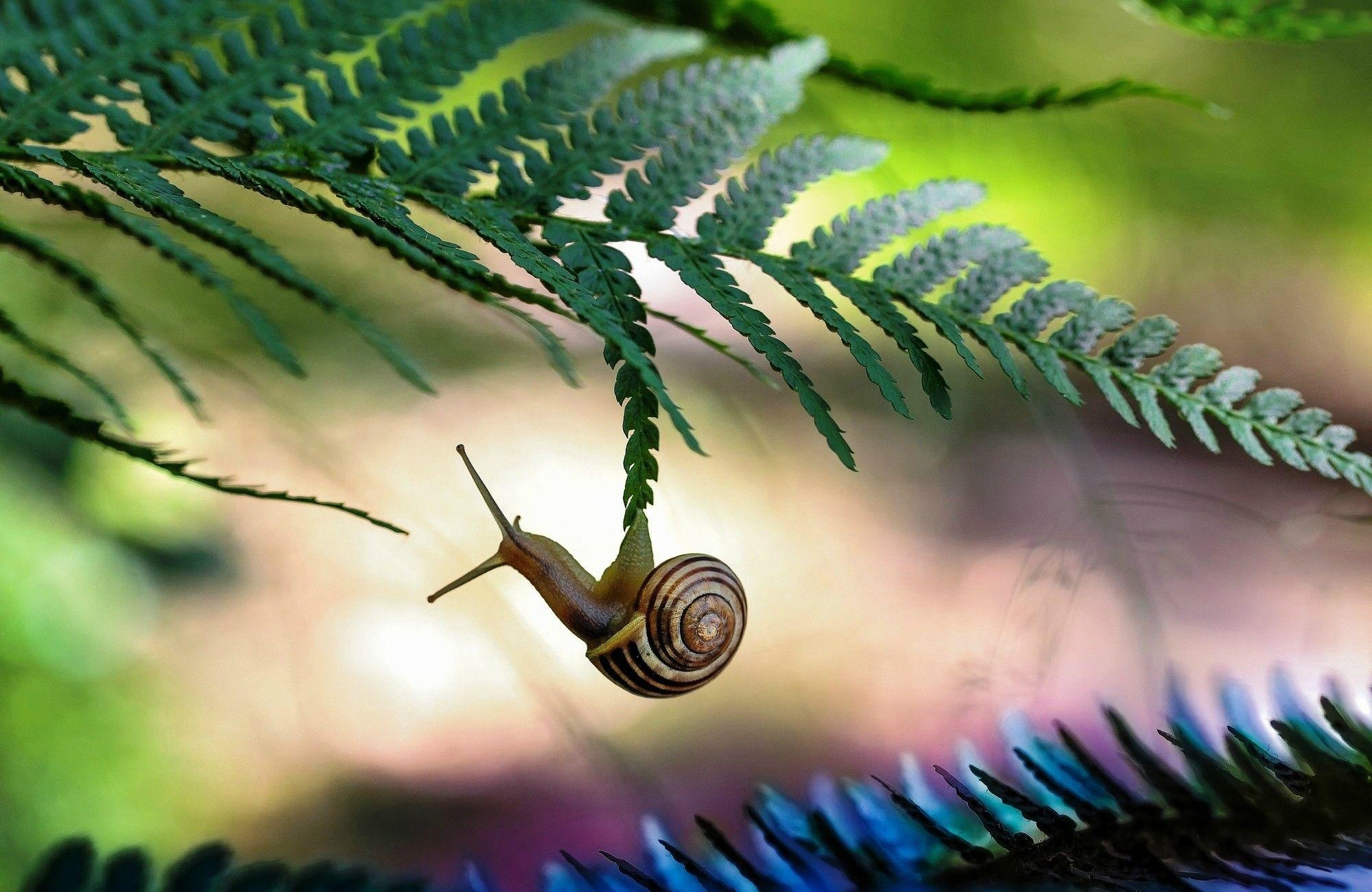 2000x1300 Amazing Snail HD Wallpaper, Desktop