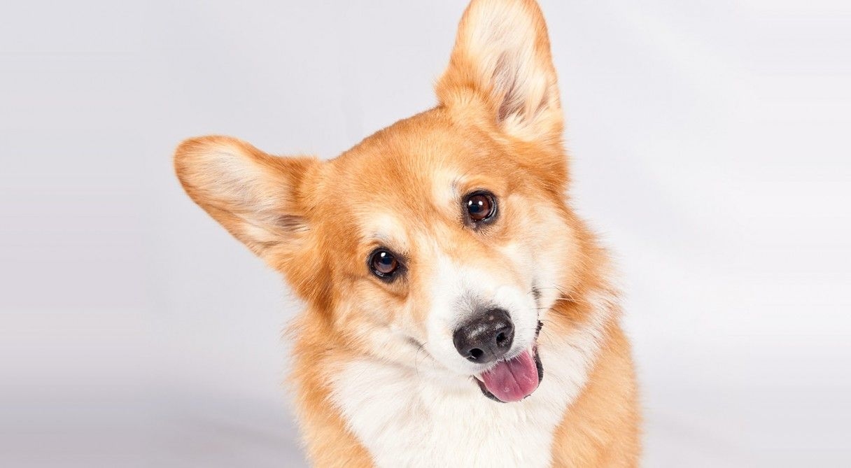 1220x670 Corgi wallpaper, Animal, HQ Corgi pictureK Wallpaper 2019, Desktop