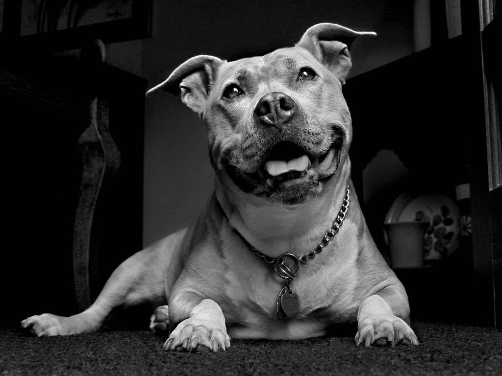 1030x770 Pitbull Dogs Wallpaper Image & Picture, Desktop