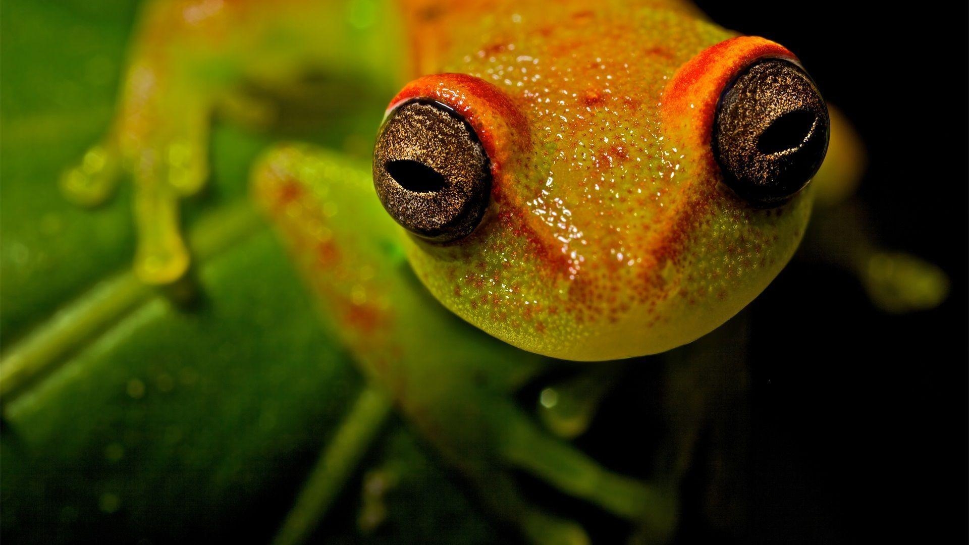 1920x1080 Tree Frog Wallpaper. Tree Frog Background, Desktop