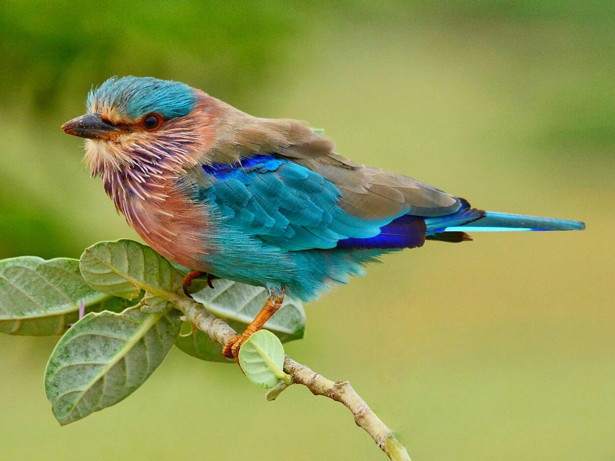 1260x940 Indian Roller, Desktop