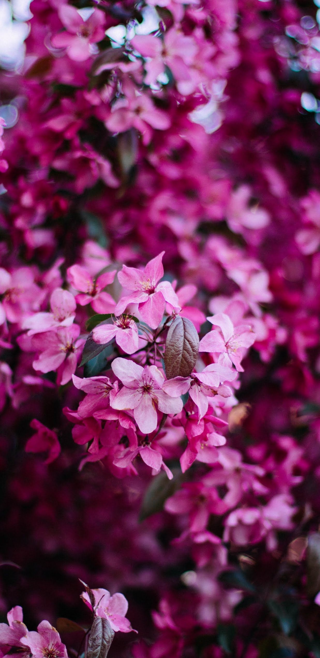 1240x2550 Magenta Flower Wallpaper Free Magenta Flower Background, Phone