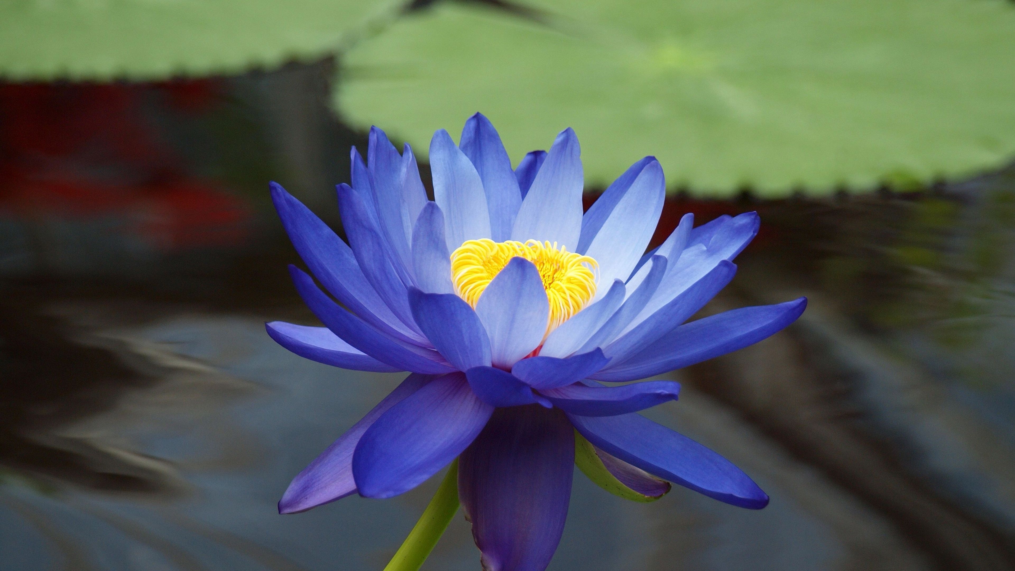 3840x2160 Purple water lily Wallpaper. Blue lotus flower, Beautiful flowers, Desktop