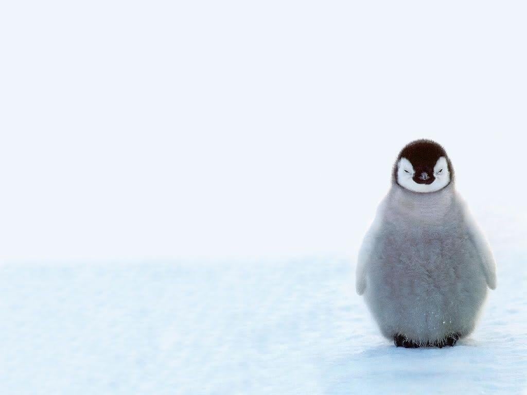 1030x770 Wallpaper For > Cute Penguins Wallpaper, Desktop