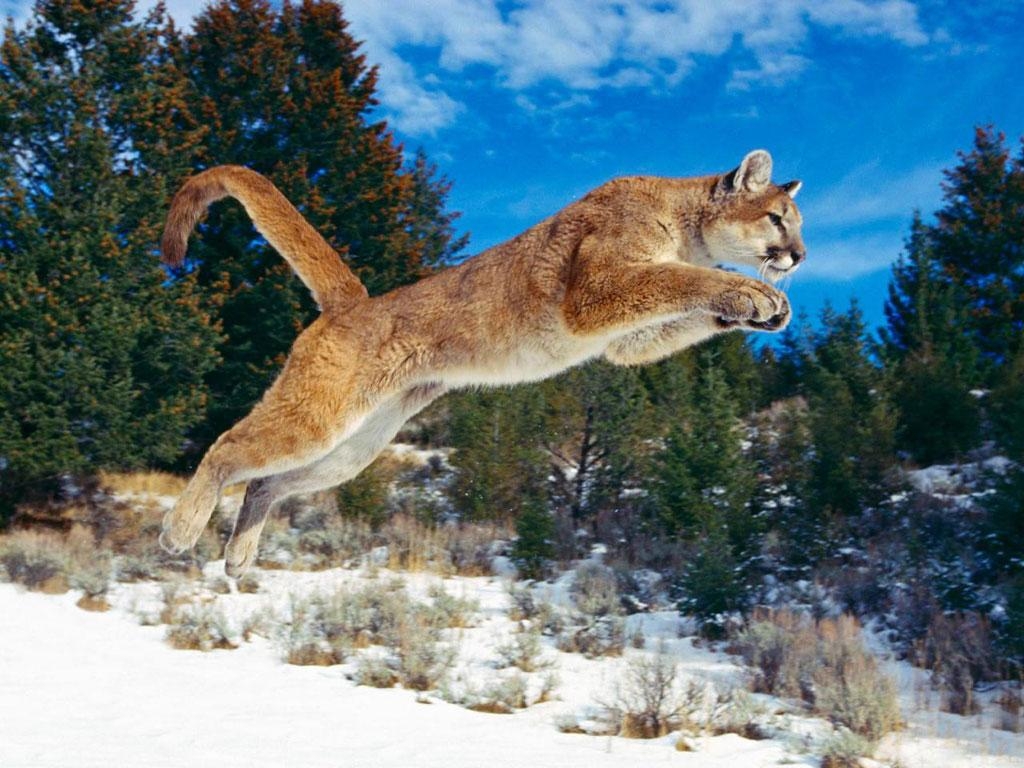 1030x770 Jumping Puma Animal Wallpaper HD, Desktop