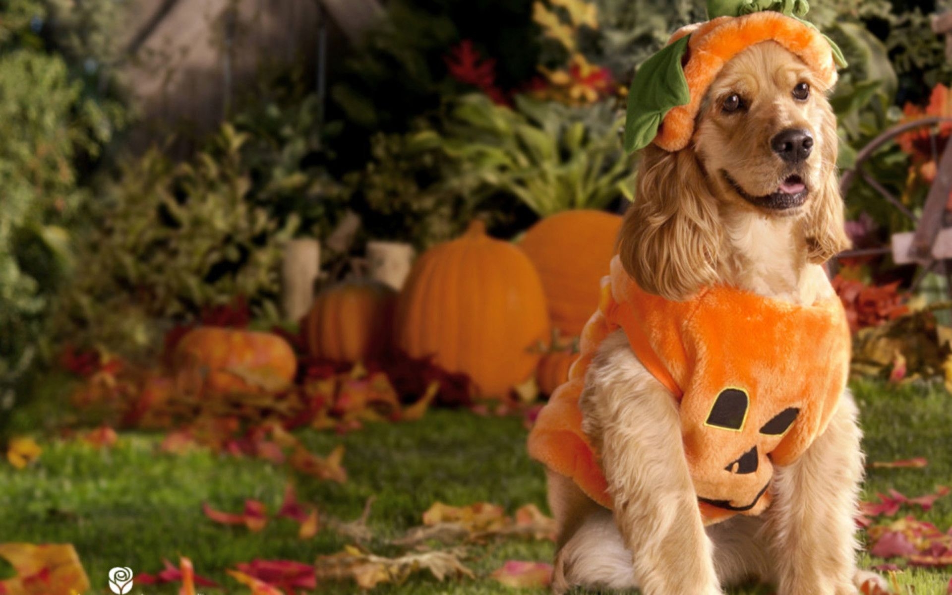 1920x1200 Funny Dog Halloween Wallpaper Free Funny Dog Halloween Background, Desktop