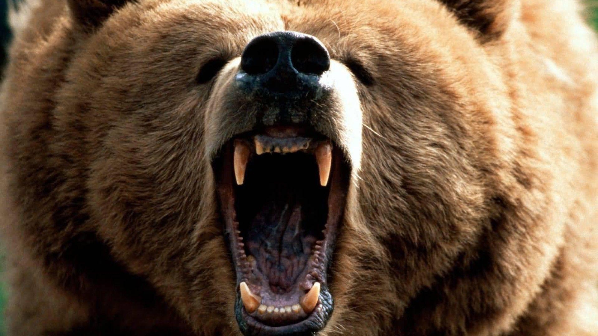 1920x1080 Grizzly Bear Clipart, Desktop