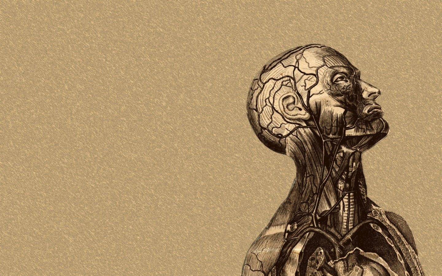 1440x900 Luxury Anatomy Wallpaper 2019, Desktop