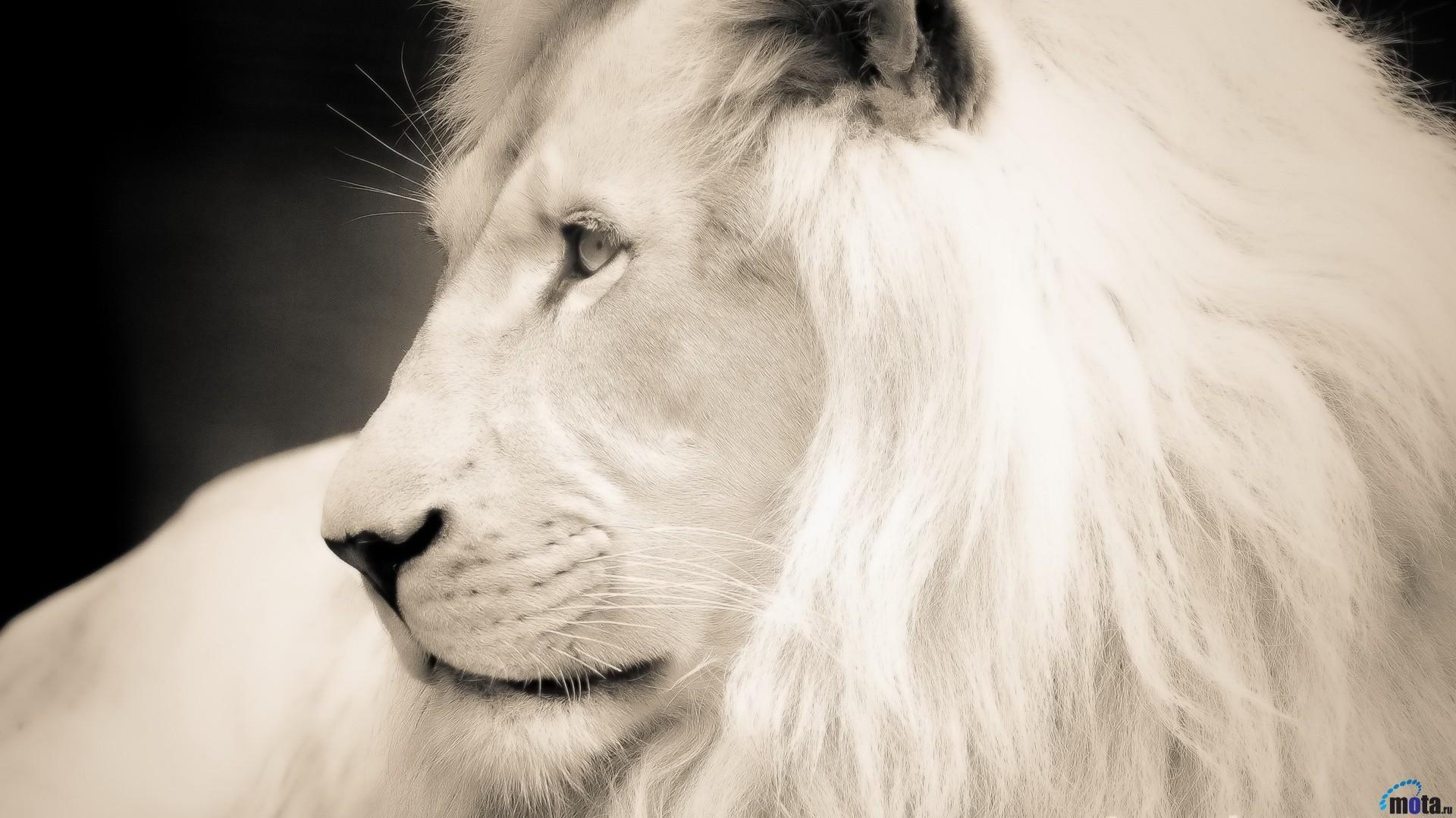 1920x1080 White Lion Wallpaper HD 1080p, Desktop