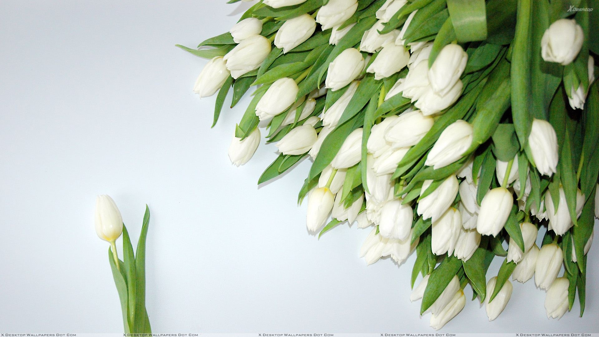 1920x1080 A Bunch Of White Tulips Wallpaper, Desktop