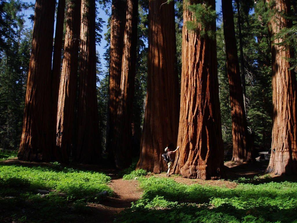 1030x770 New Grant Grove Restaurant Opens in Kings Canyon National Park, Desktop